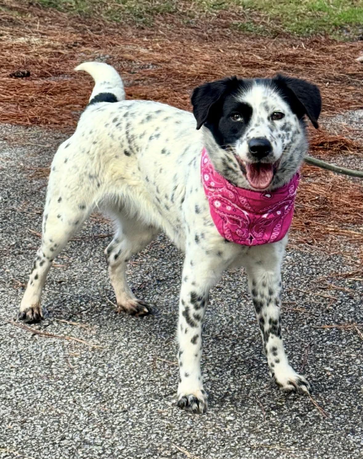 Opal, adopted, Young Female Border Collie.