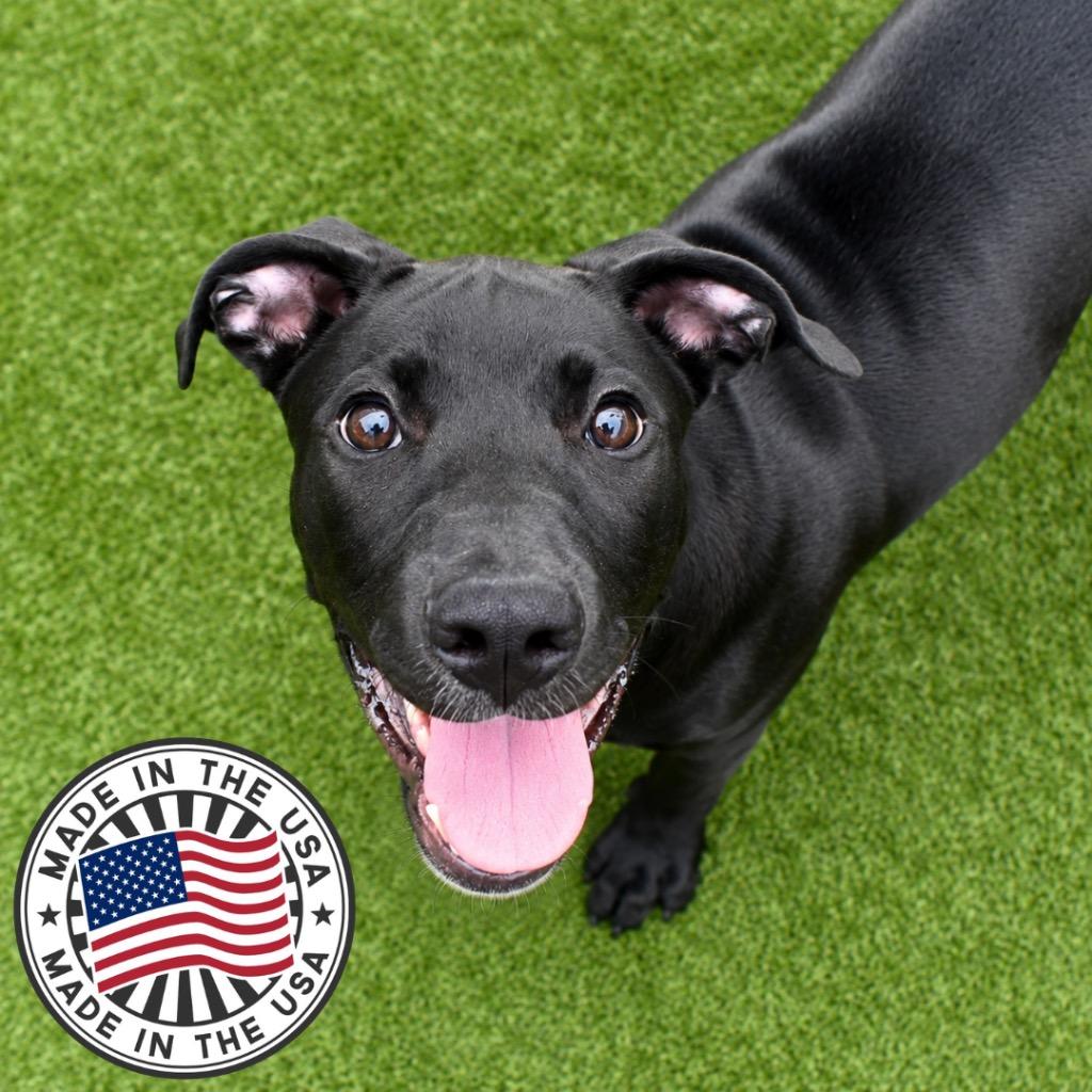 Garrett, Adoptable, Puppy Male Mixed Breed.