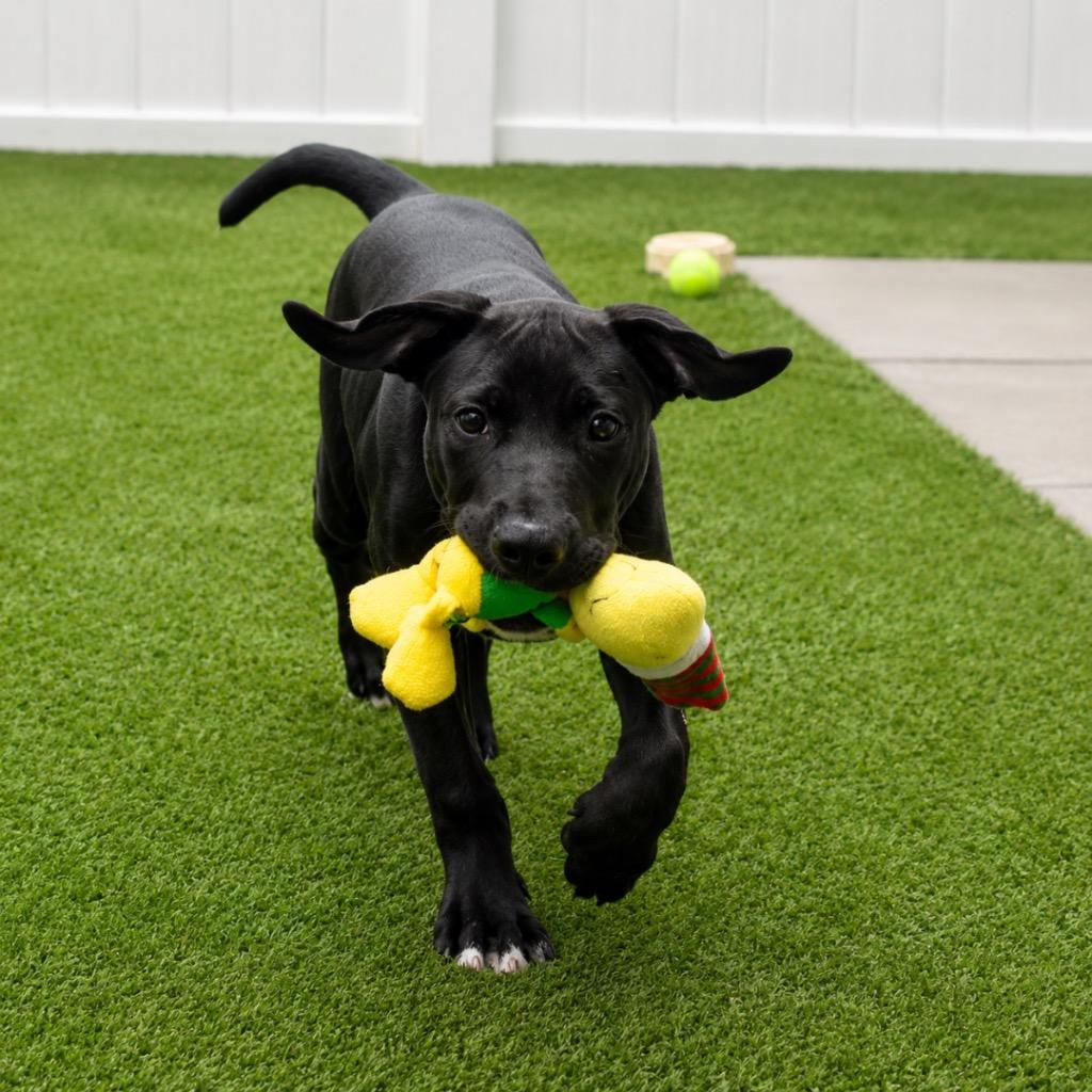 Garrett, a Adoptable mixed breed in Saint Petersburg, FL image 2/3