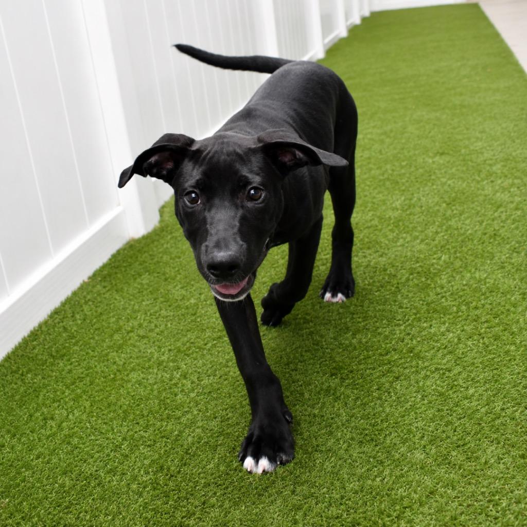 Garrett, a Adoptable mixed breed in Saint Petersburg, FL image 3/3