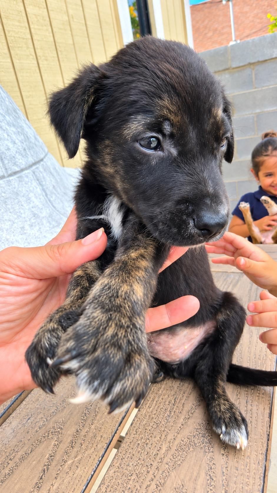 Enlarge ABEL, a Adoptable Belgian Shepherd / Malinois in Minneapolis , MN image 3/5