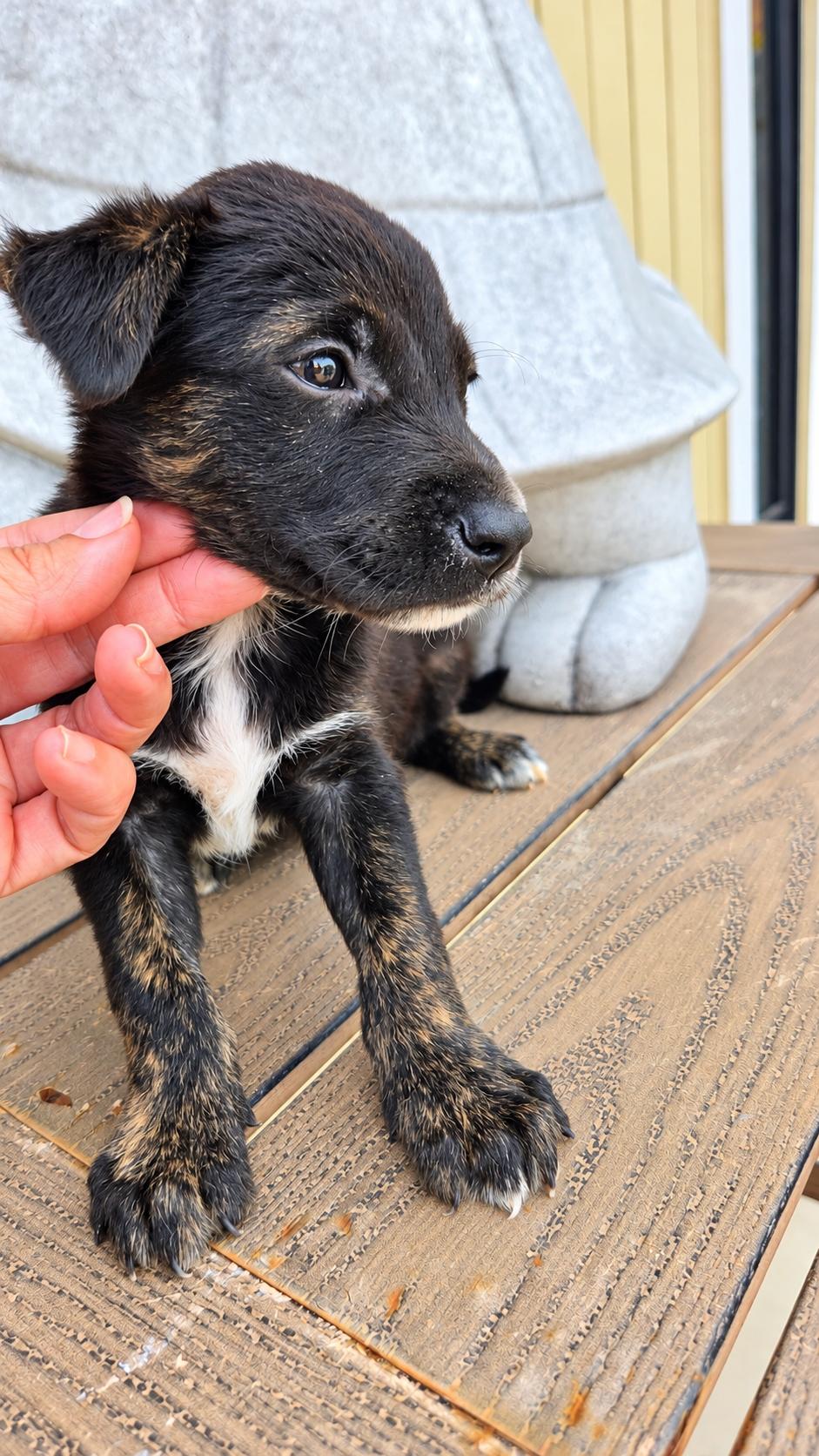 Enlarge ABEL, a Adoptable Belgian Shepherd / Malinois in Minneapolis , MN image 5/5