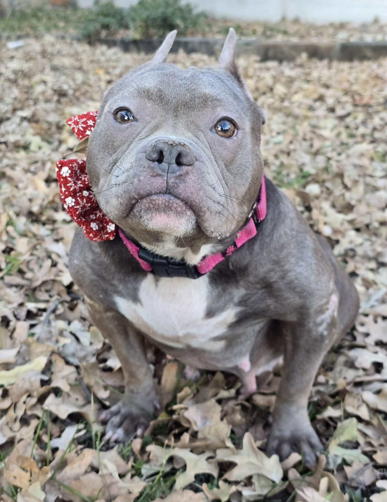 Polly Pocket, Adopted, Adult Female Pit Bull Terrier.
