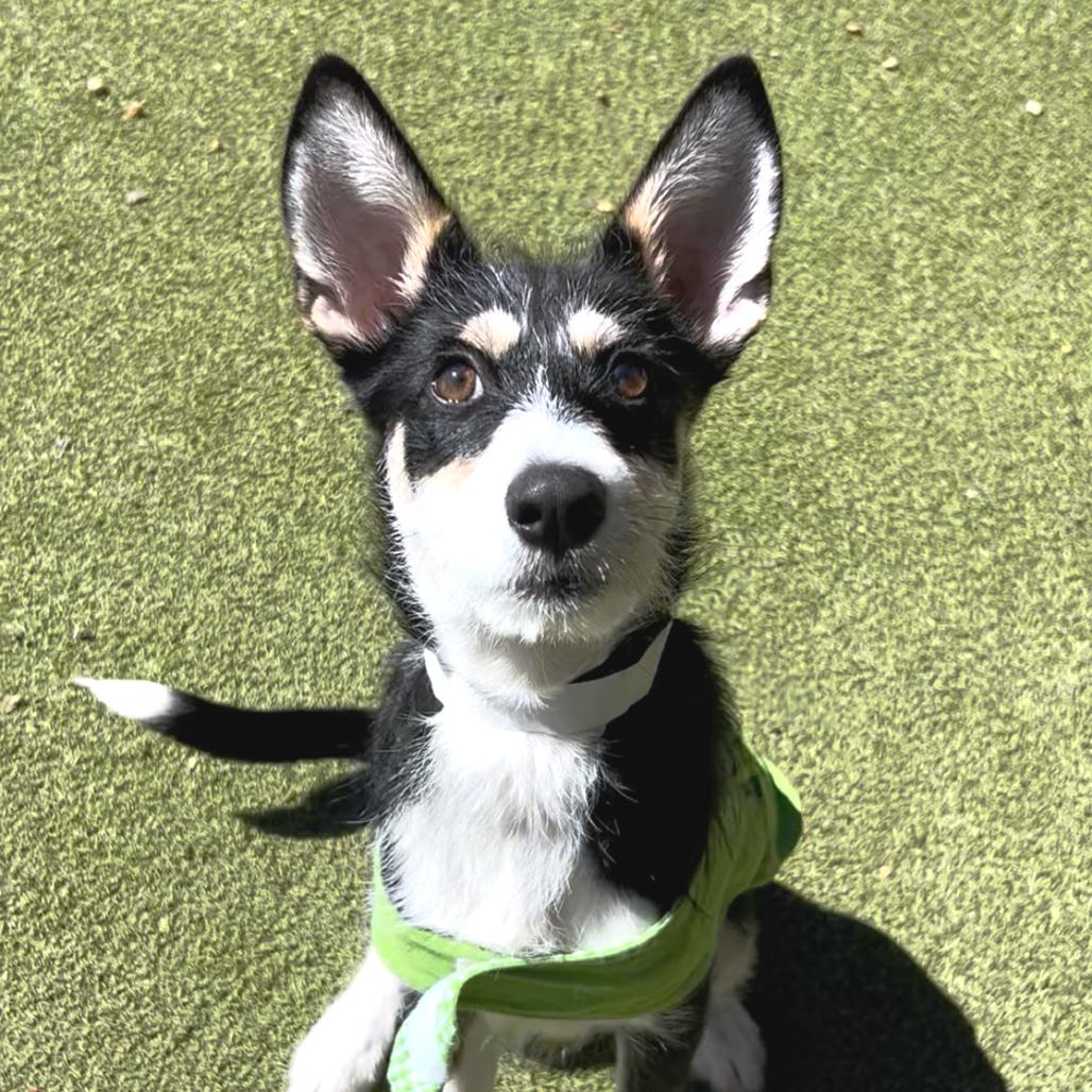 Oreo — thumbnail 2