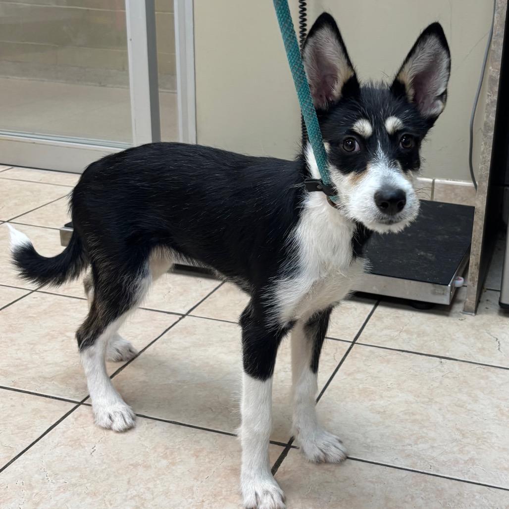 Oreo — thumbnail 3