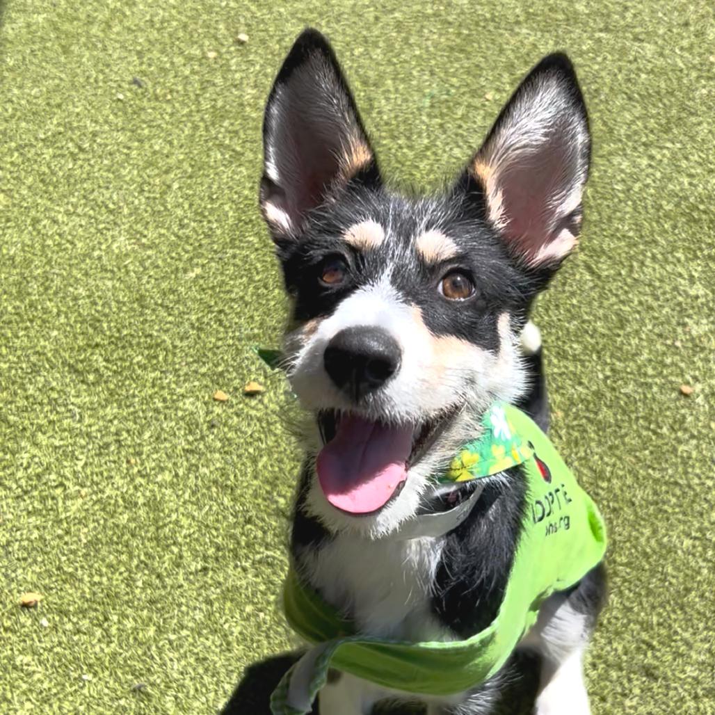 Oreo — thumbnail 4