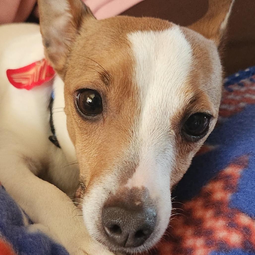 Jackie, adopted, Adult Female Jack Russell Terrier.