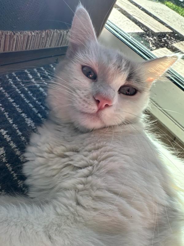 Duchess, a Adopted Domestic Long Hair in chino, CA image 1/3