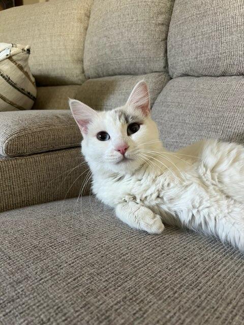 Duchess, a Adopted Domestic Long Hair in chino, CA image 2/3