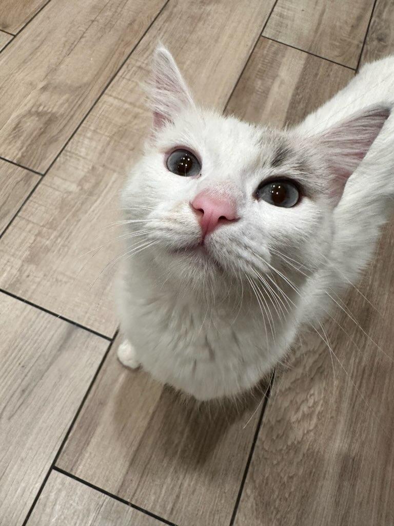 Duchess, a Adopted Domestic Long Hair in chino, CA image 3/3