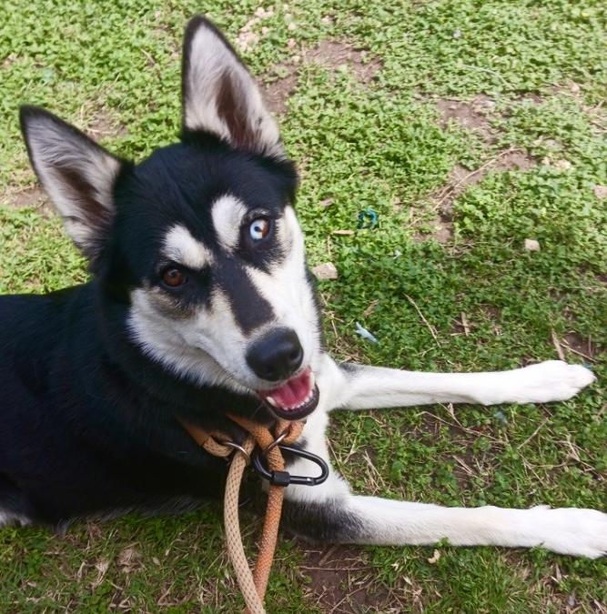 Miss Millie, a Adoptable Siberian Husky in Nashua, NH image 3/5