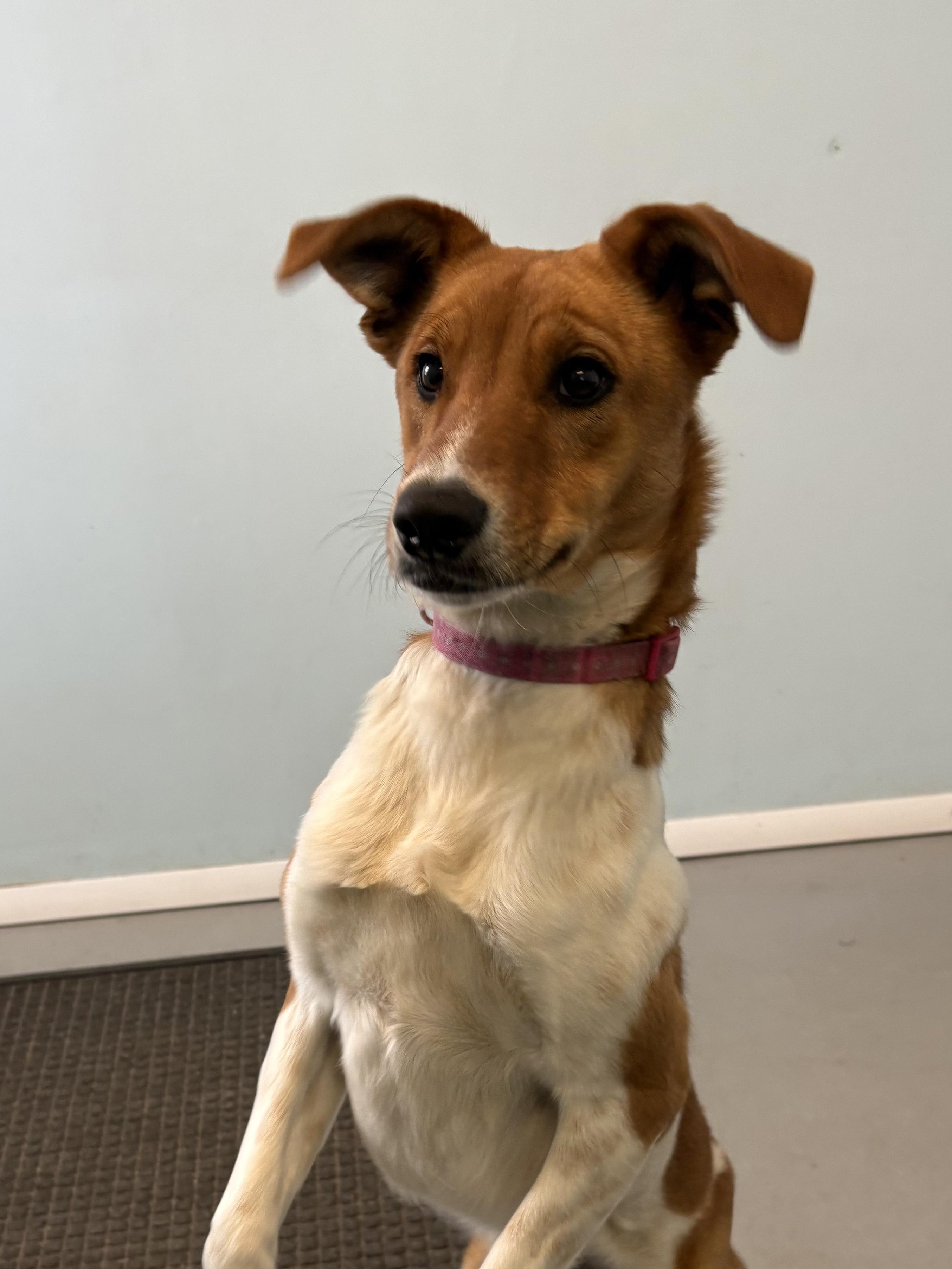 Karena, adoptable, Young Female Mixed Breed.