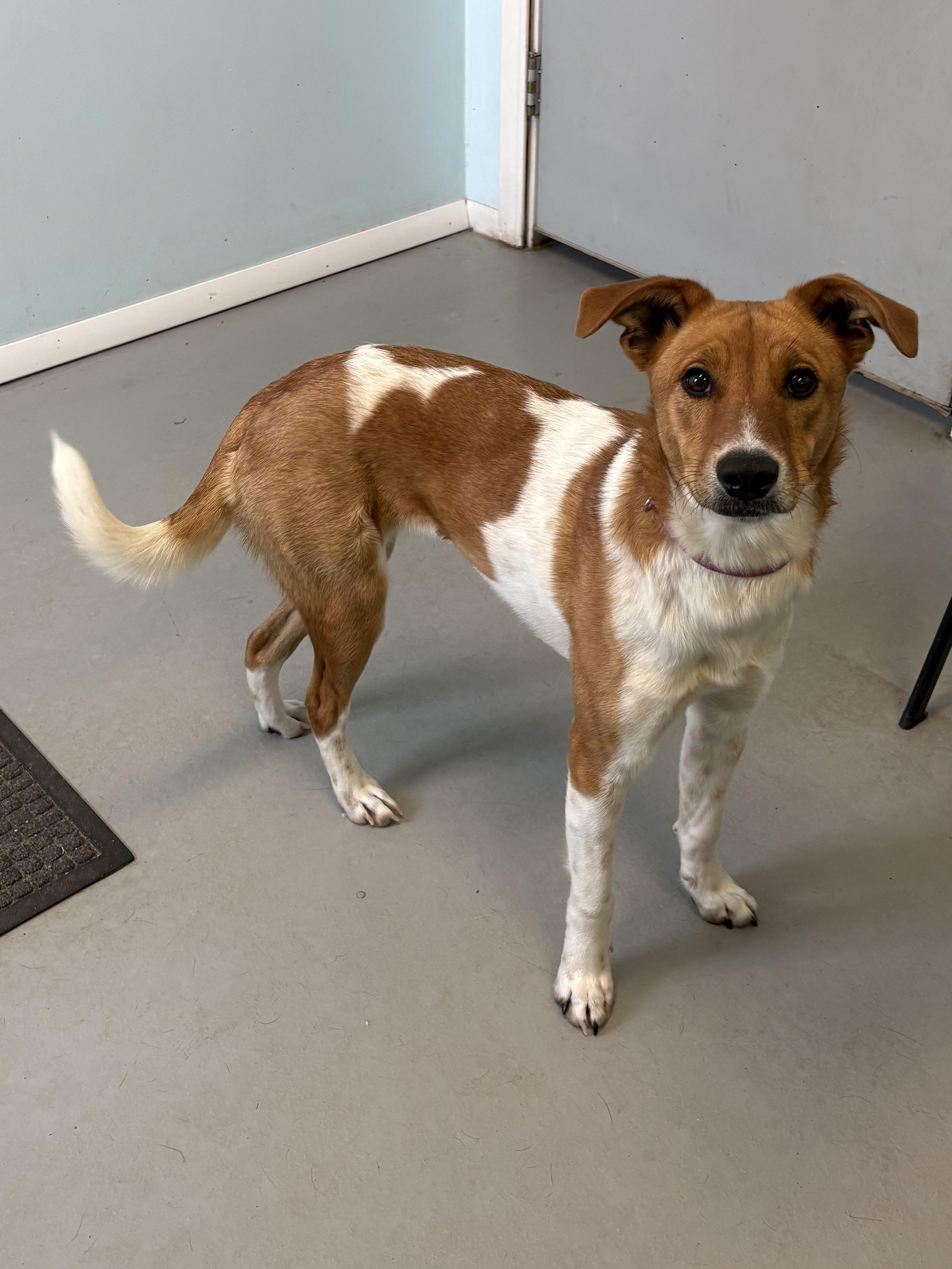 Enlarge Karena, an adoptable Mixed Breed in Big Rapids, MI image 3/3