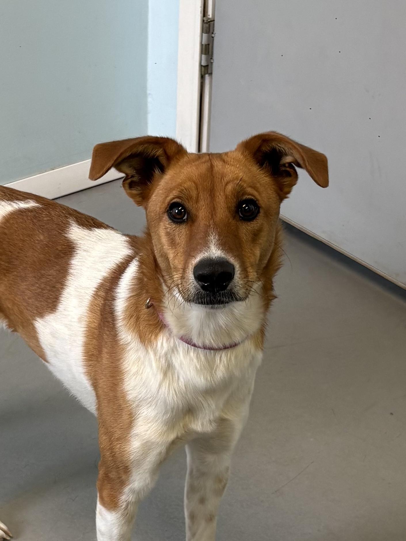 Enlarge Karena, an adoptable Mixed Breed in Big Rapids, MI image 2/3