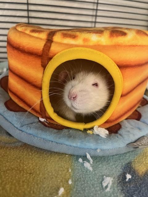 Venom (ID 48808/3490), Adoptable, Young Male Rat.
