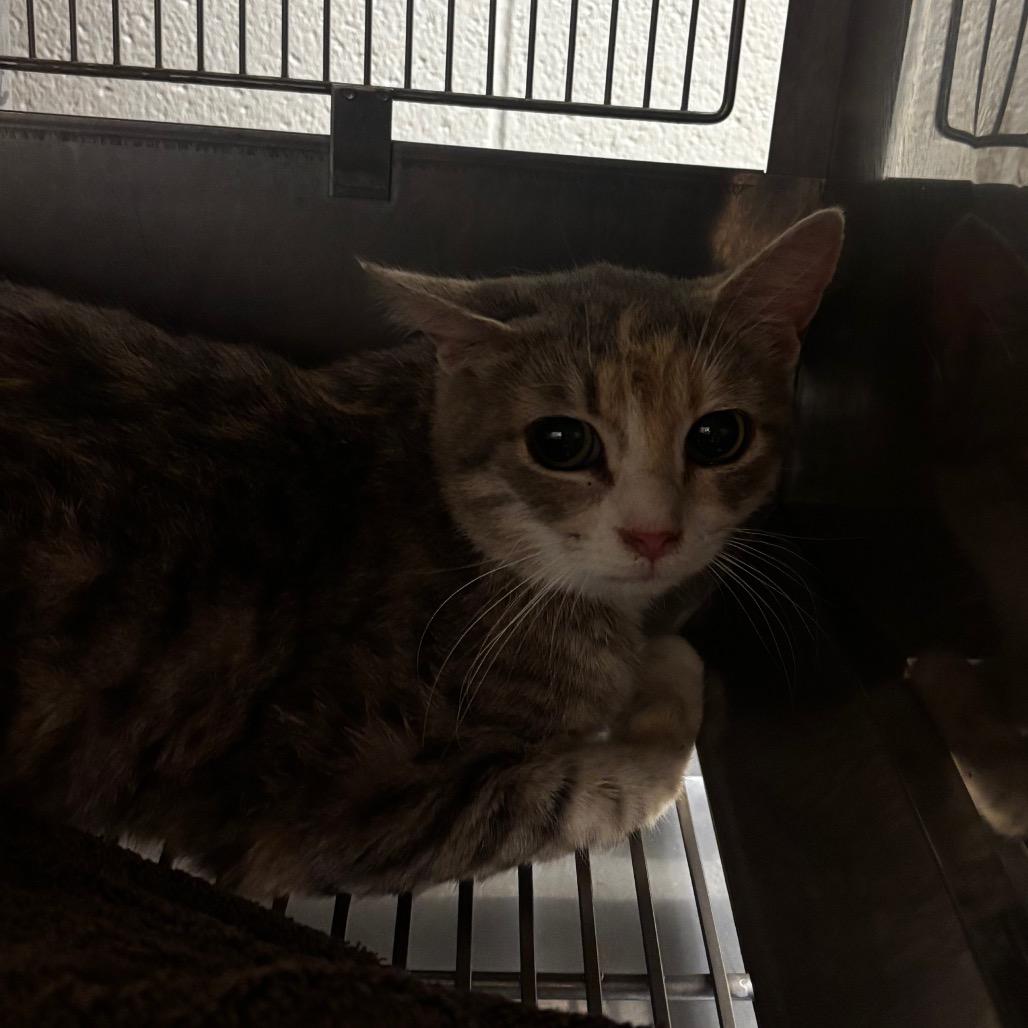 Andromeda, Adoptable, Adult Female Domestic Short Hair.