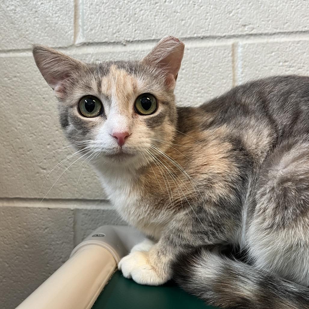 Enlarge Andromeda, a Adoptable Domestic Short Hair in Bristol, IN image 2/2