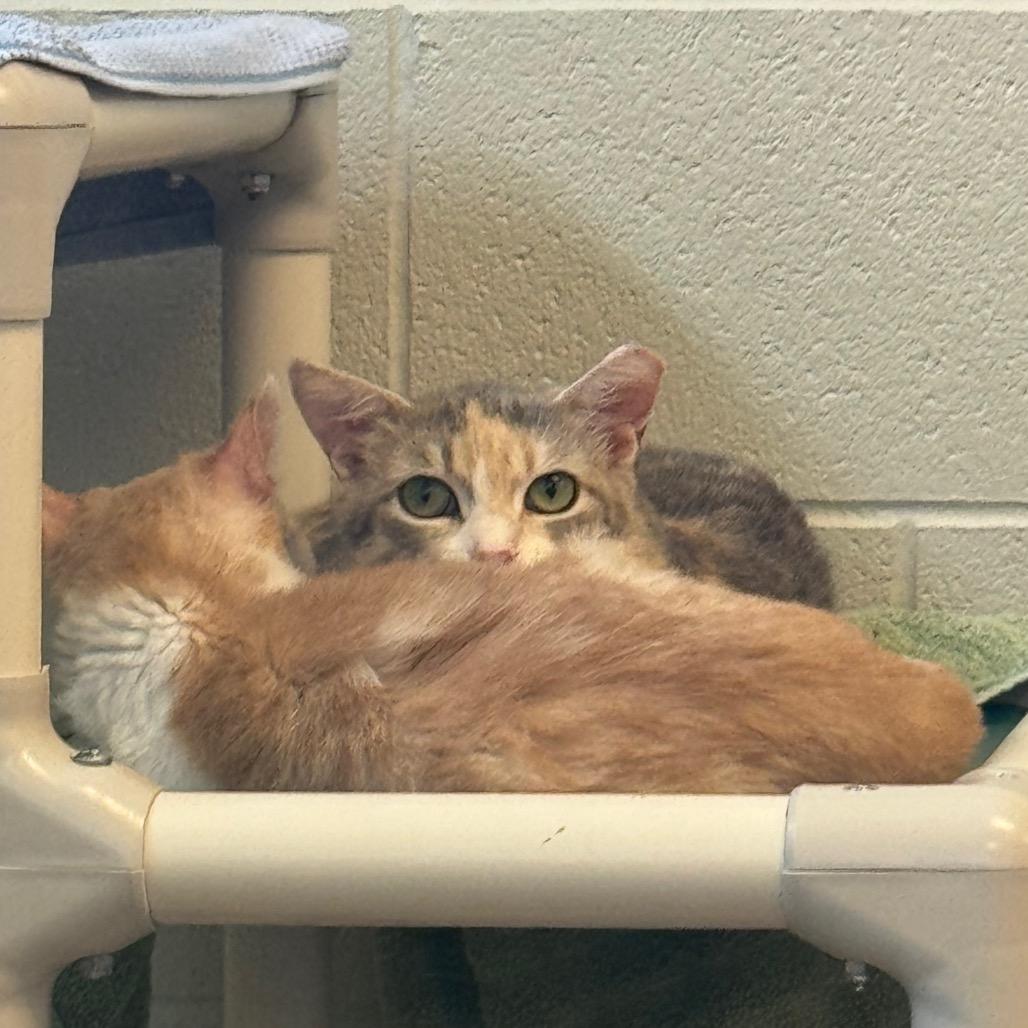 Enlarge Andromeda, a Adoptable Domestic Short Hair in Bristol, IN image 3/5