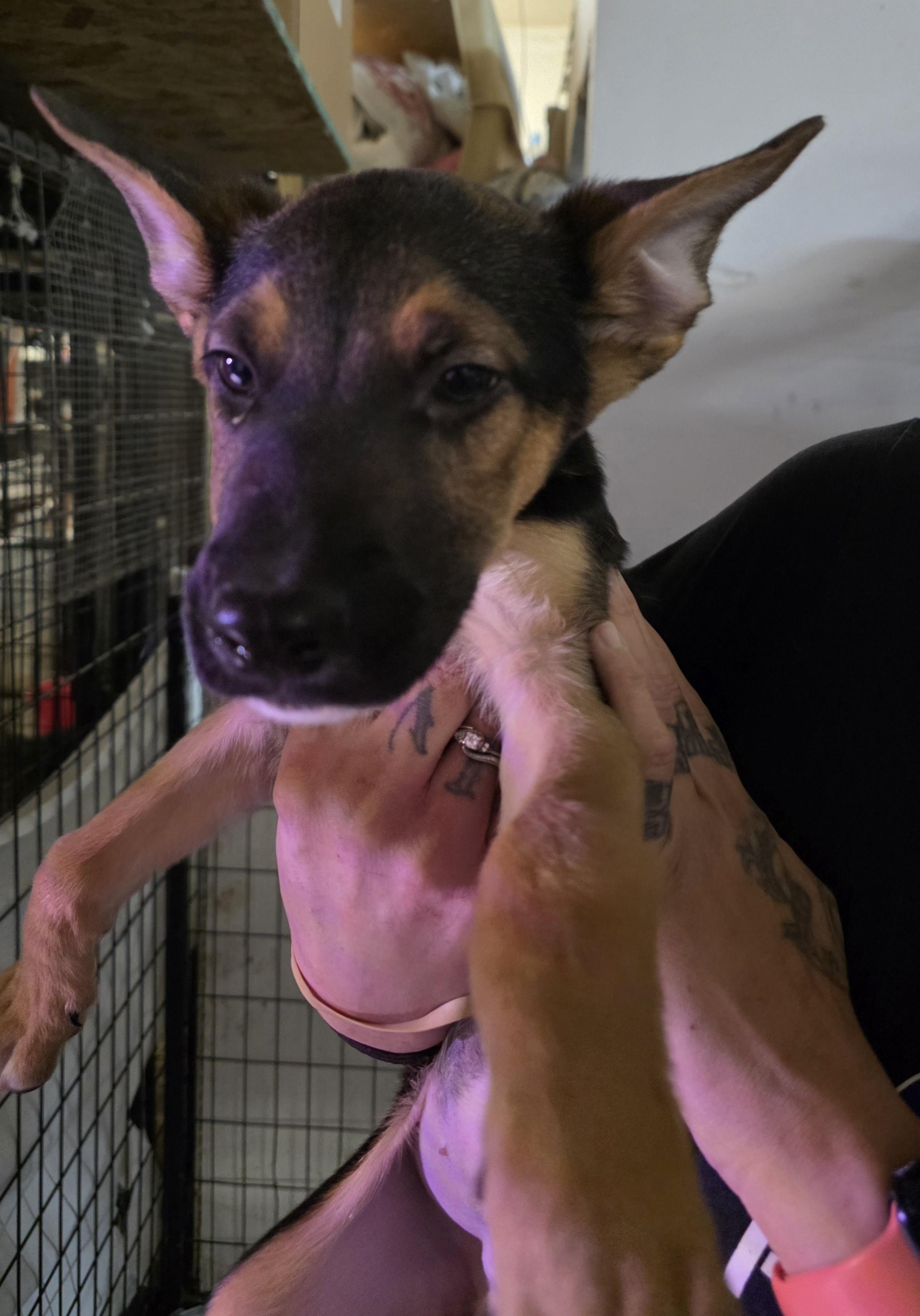 P31-Hunter, an adoptable Shepherd in Billings, MT, 59101 | Photo Image 1