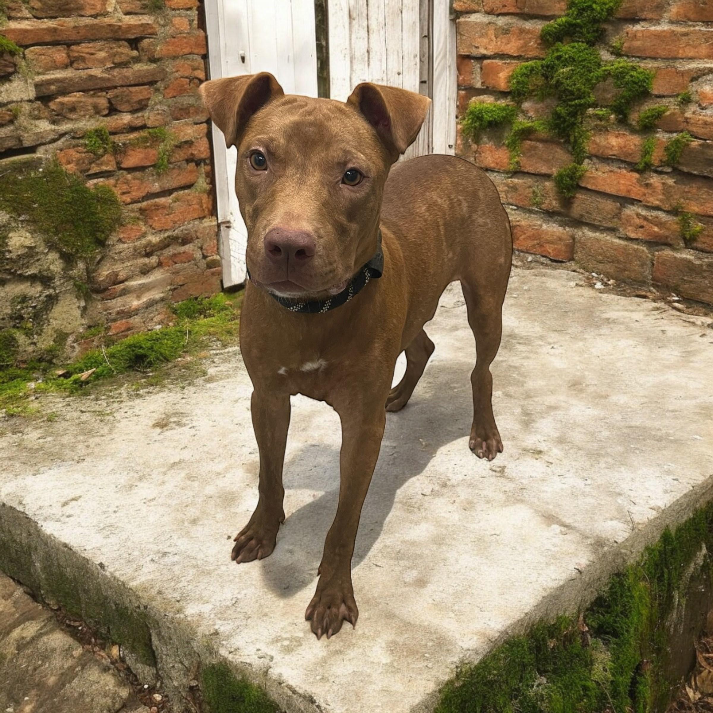 Copper, an adoptable Labrador Retriever in Williston, VT, 05495 | Photo Image 2