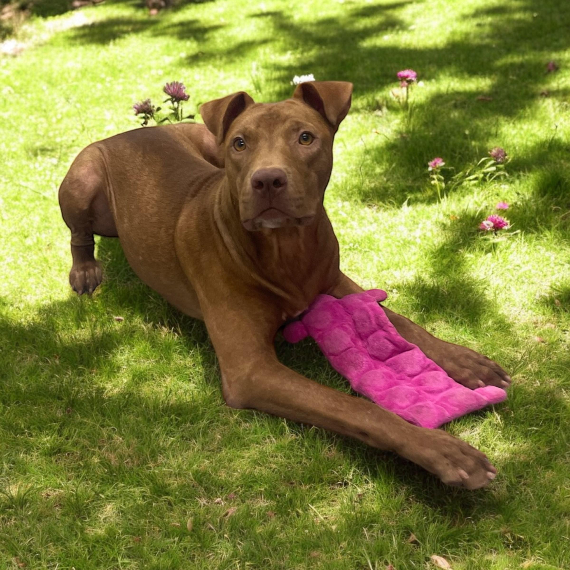 Copper, an adoptable Labrador Retriever in Williston, VT, 05495 | Photo Image 3