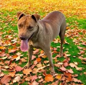Copper, an adoptable Labrador Retriever in Williston, VT, 05495 | Photo Image 1
