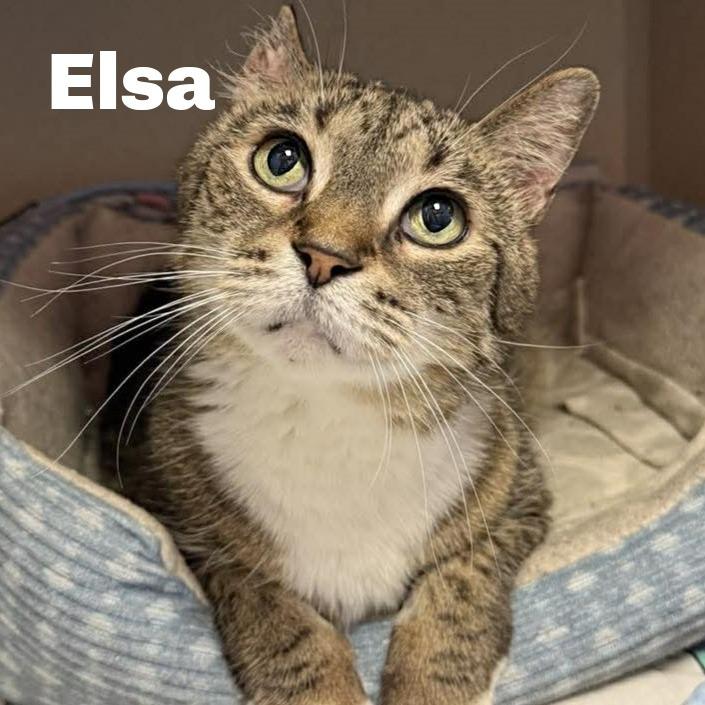 Elsa 260140, Adoptable, Senior Female Domestic Short Hair.