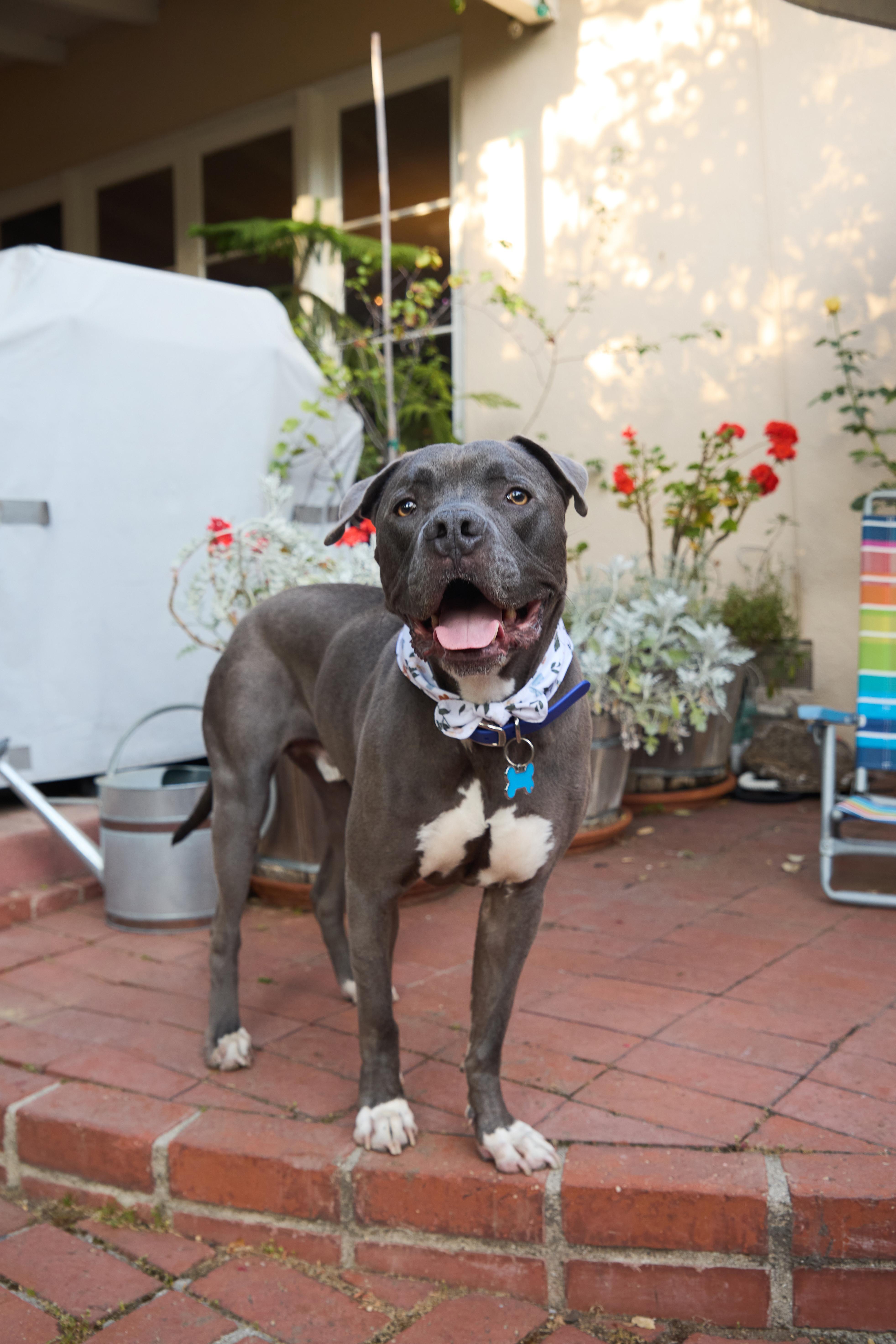 Baloo, a Adoptable mixed breed in Weston, MA image 2/6