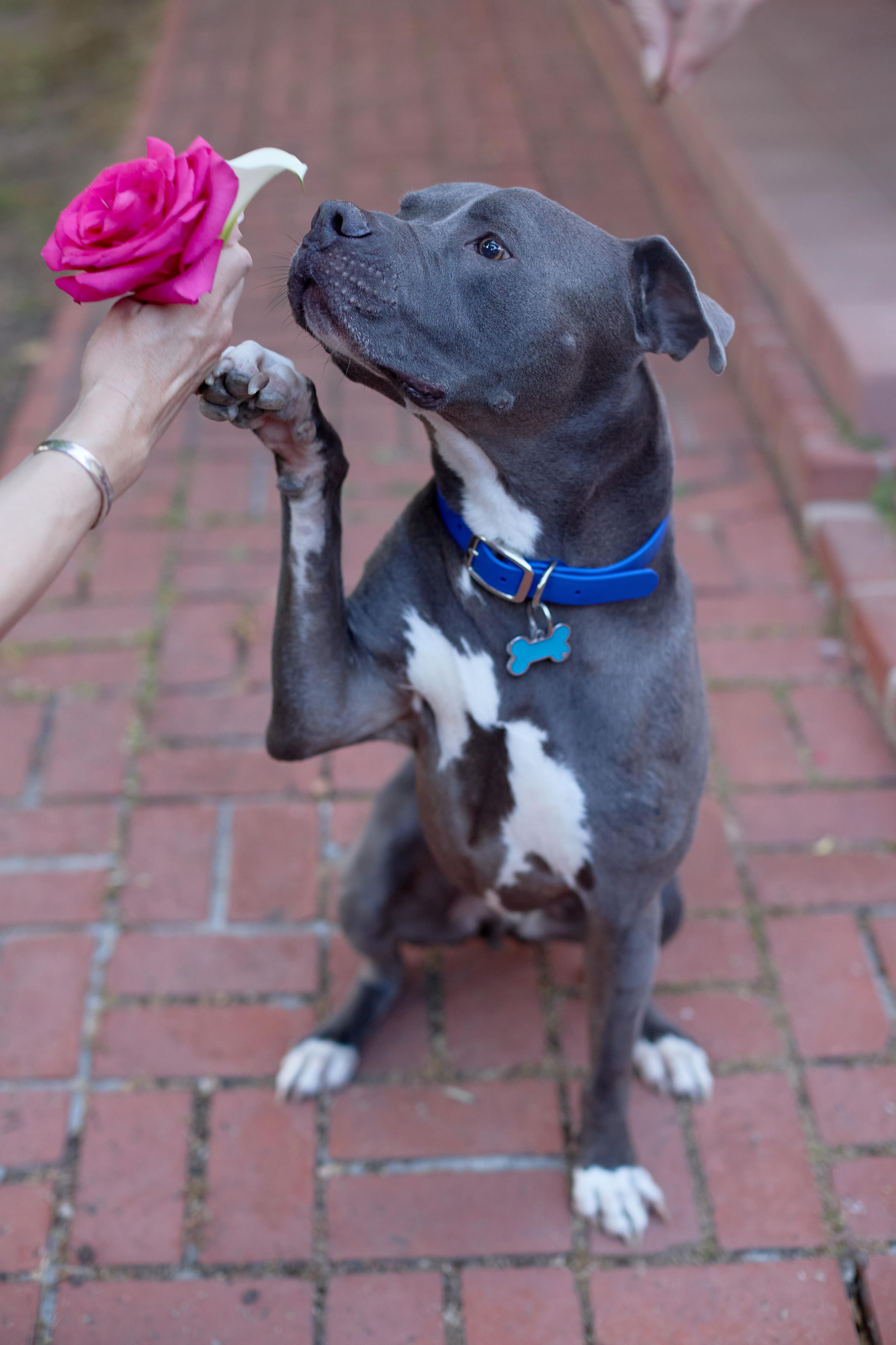 Baloo, a Adoptable mixed breed in Weston, MA image 3/6