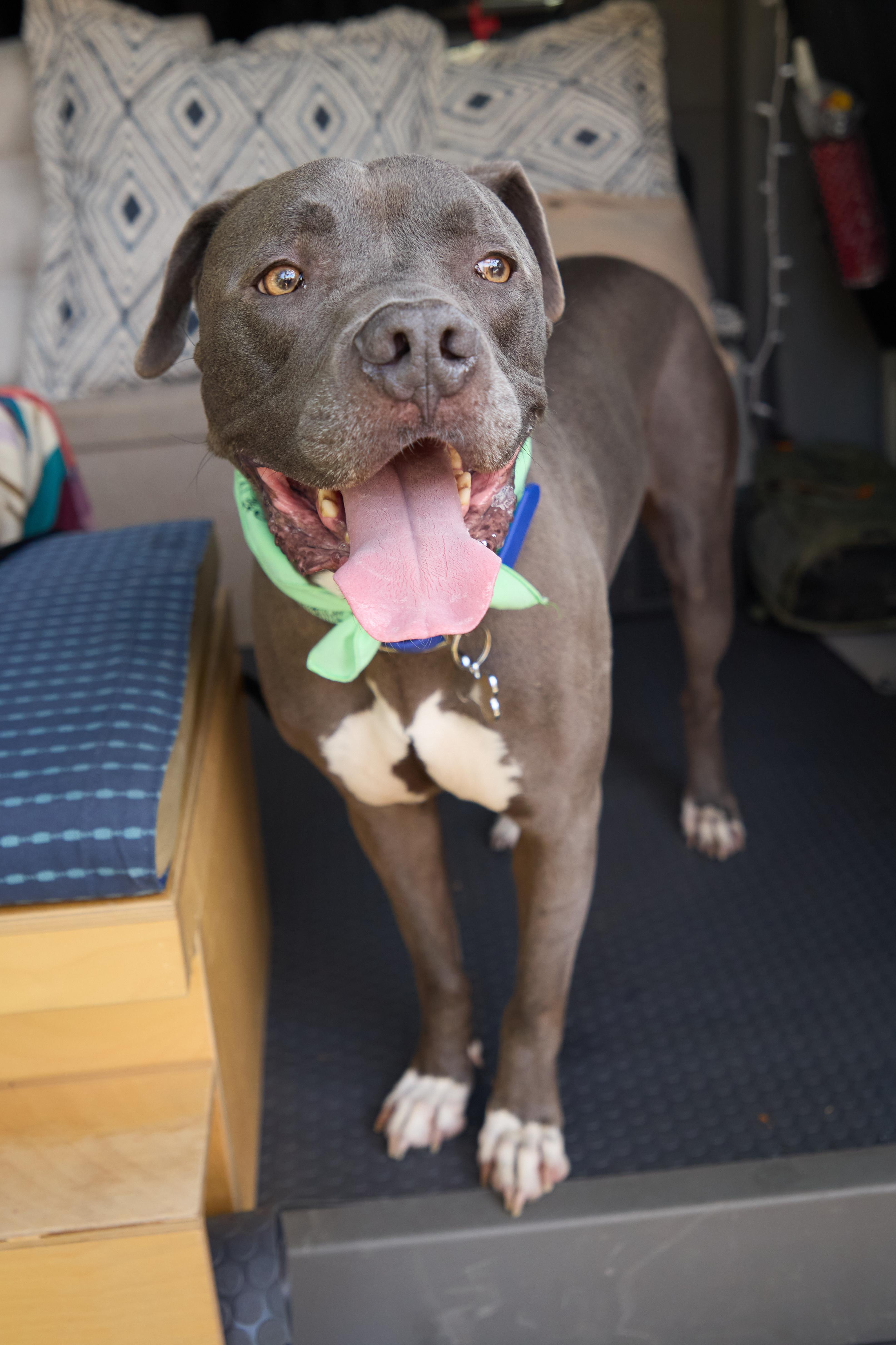 Baloo, Adoptable, Adult Male Pit Bull Terrier.