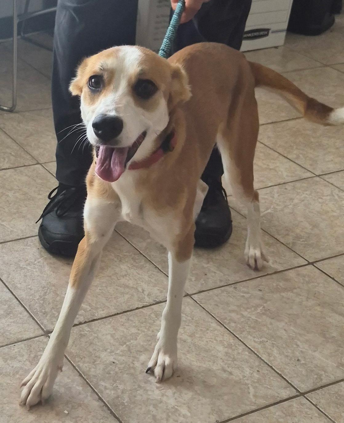 Enlarge Charli, a Adoptable Terrier in Wahoo, NE image 2/2