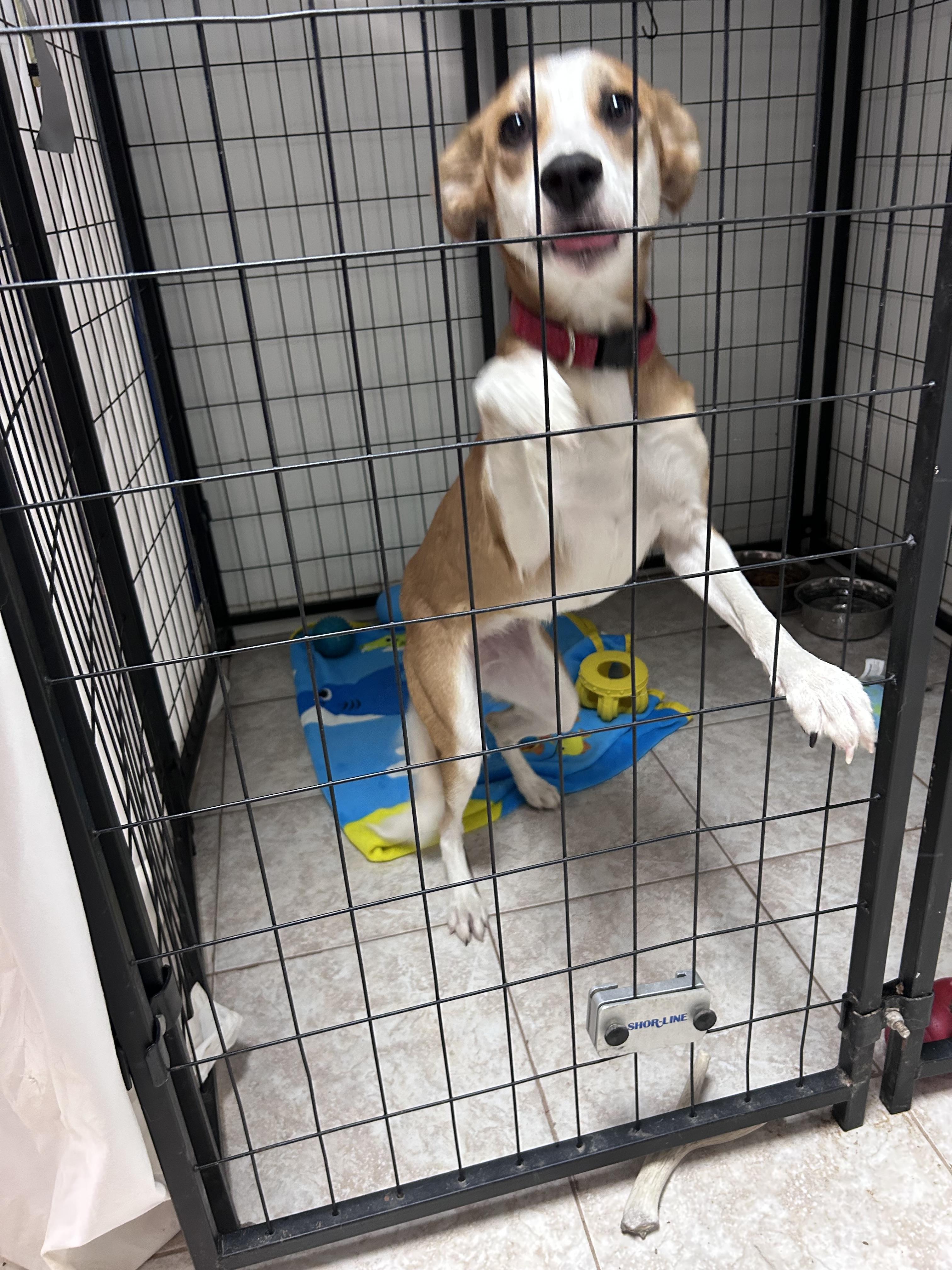 Charli, a ADOPTABLE Terrier in Wahoo, NE image 3/3