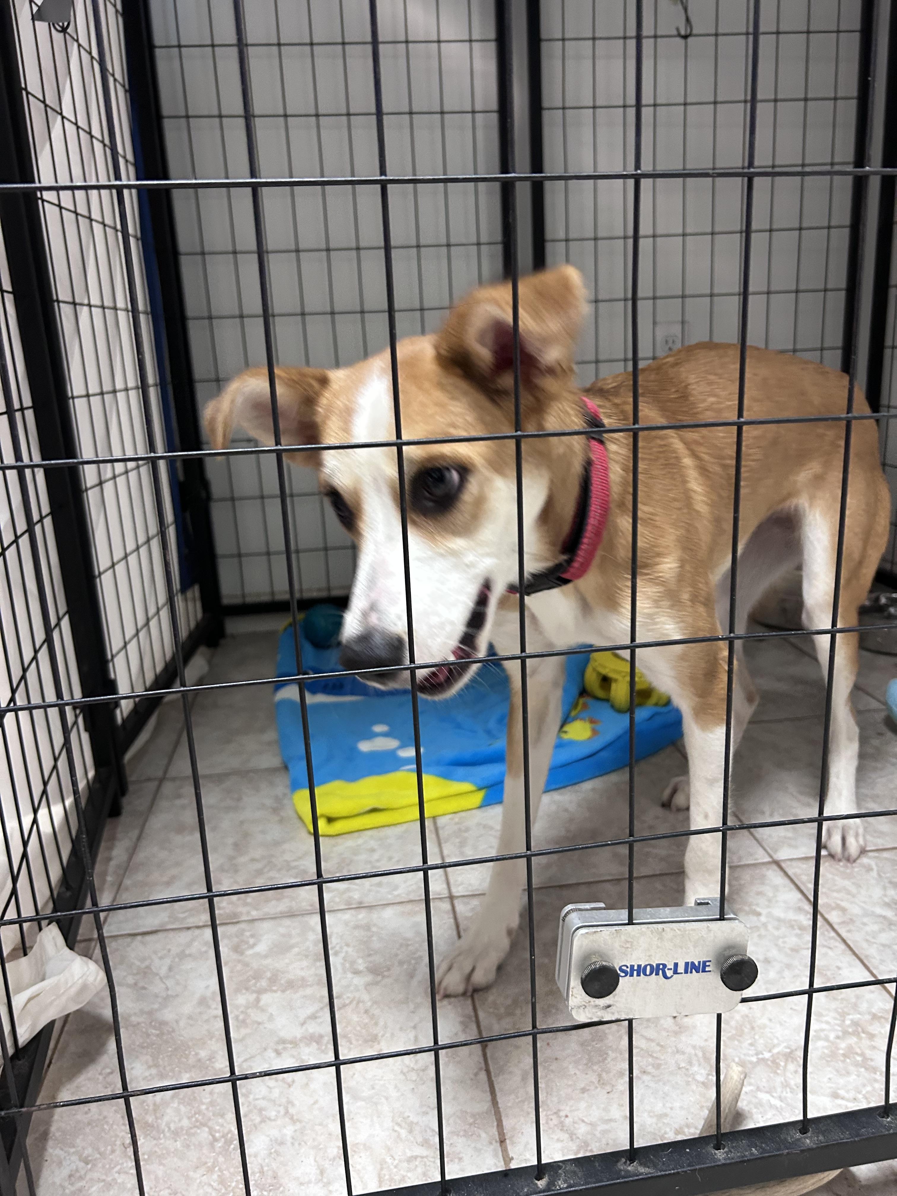 Charli, ADOPTABLE, Young Female Terrier.