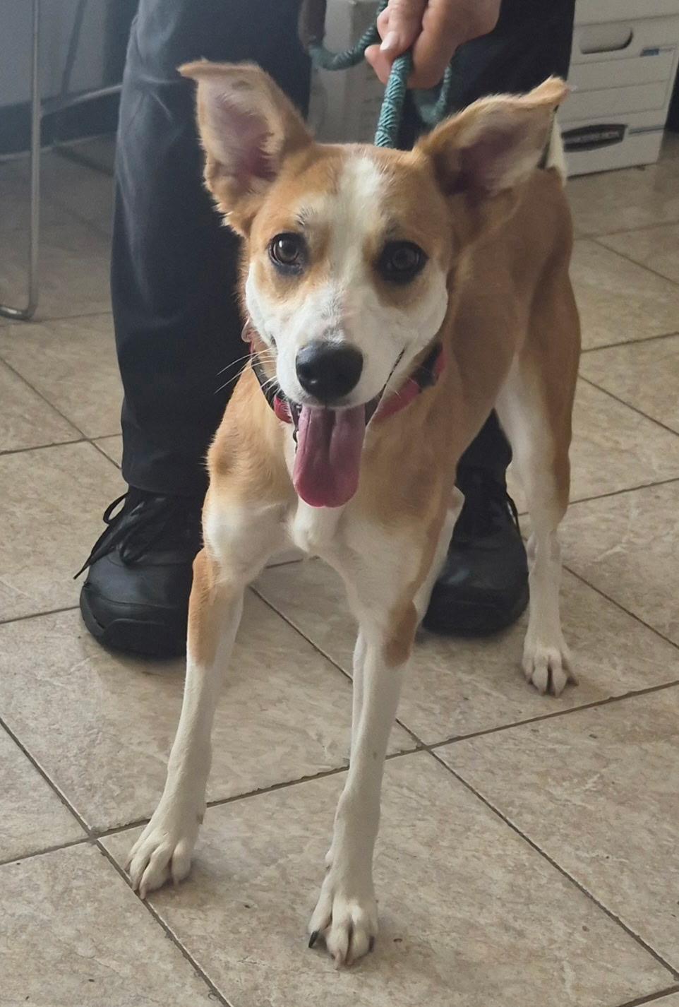 Charli, Adoptable, Young Female Terrier.