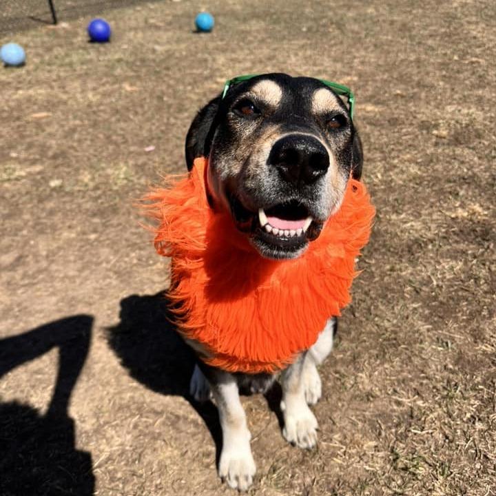 Victory — thumbnail 4