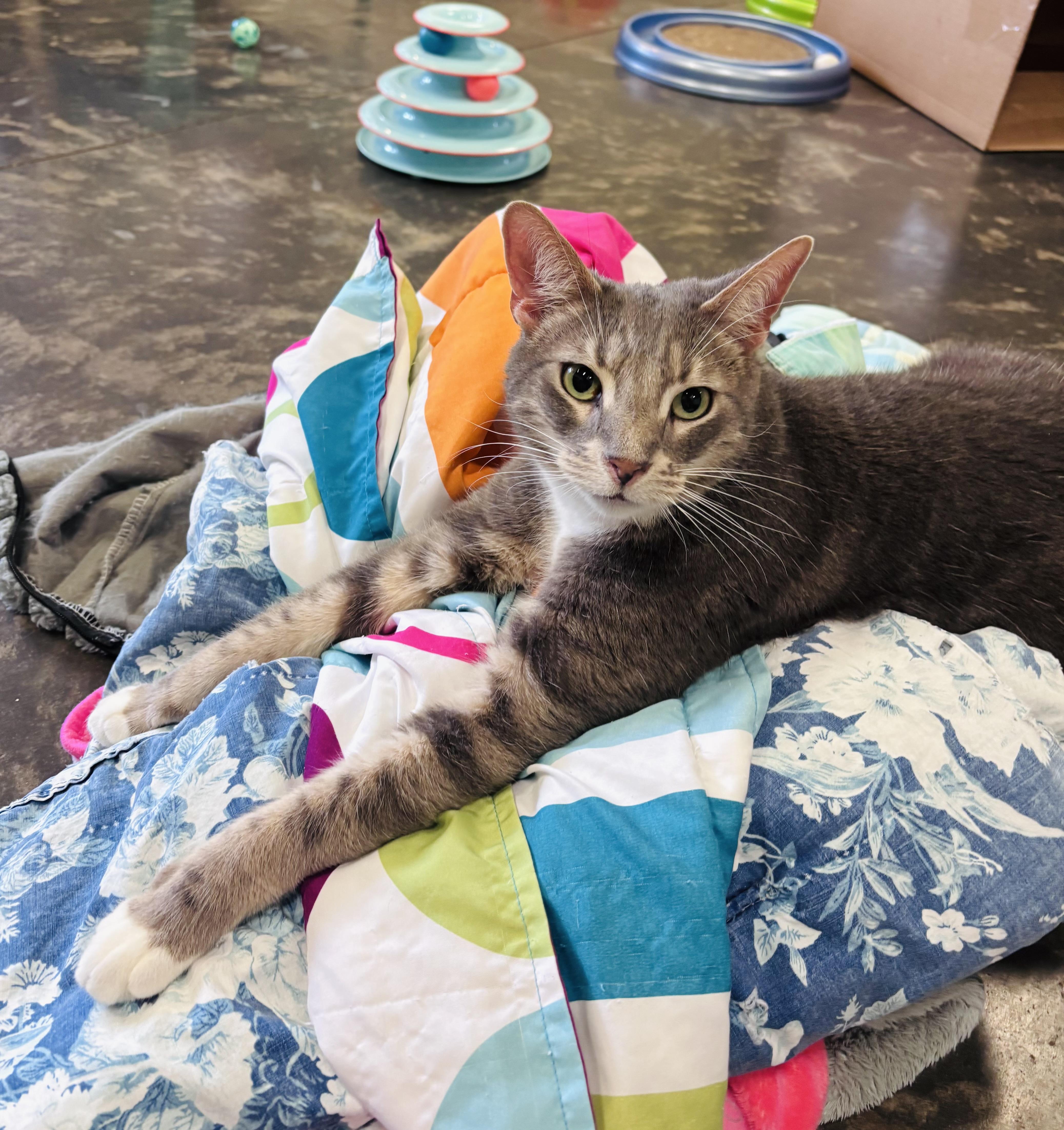 George, Adoptable, Adult Male Domestic Short Hair.