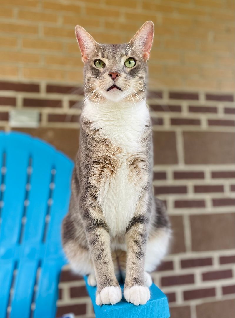 George, a Adoptable Domestic Short Hair in Salisbury, NC image 1/6
