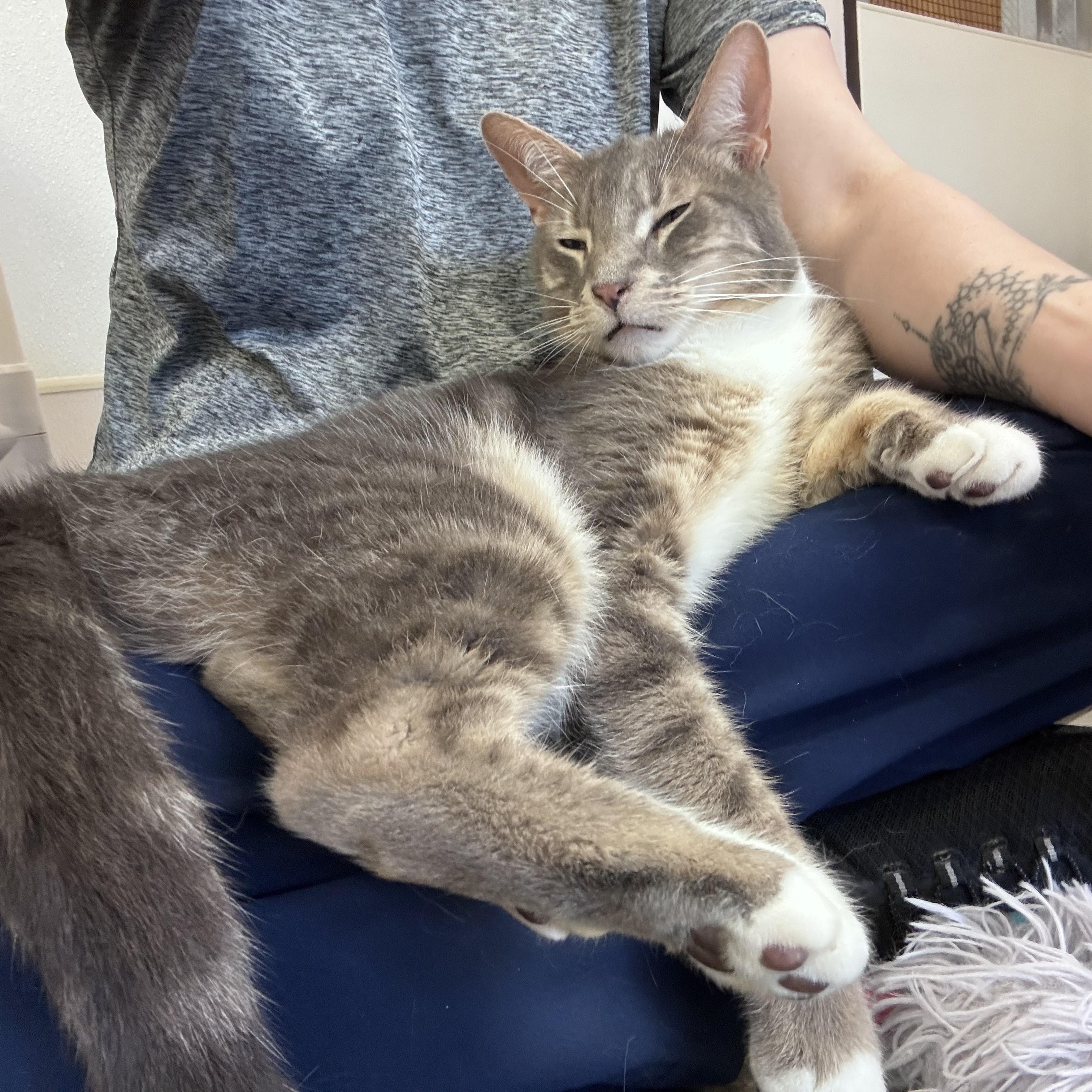 Enlarge George, a Adoptable Domestic Short Hair in Salisbury, NC image 6/6