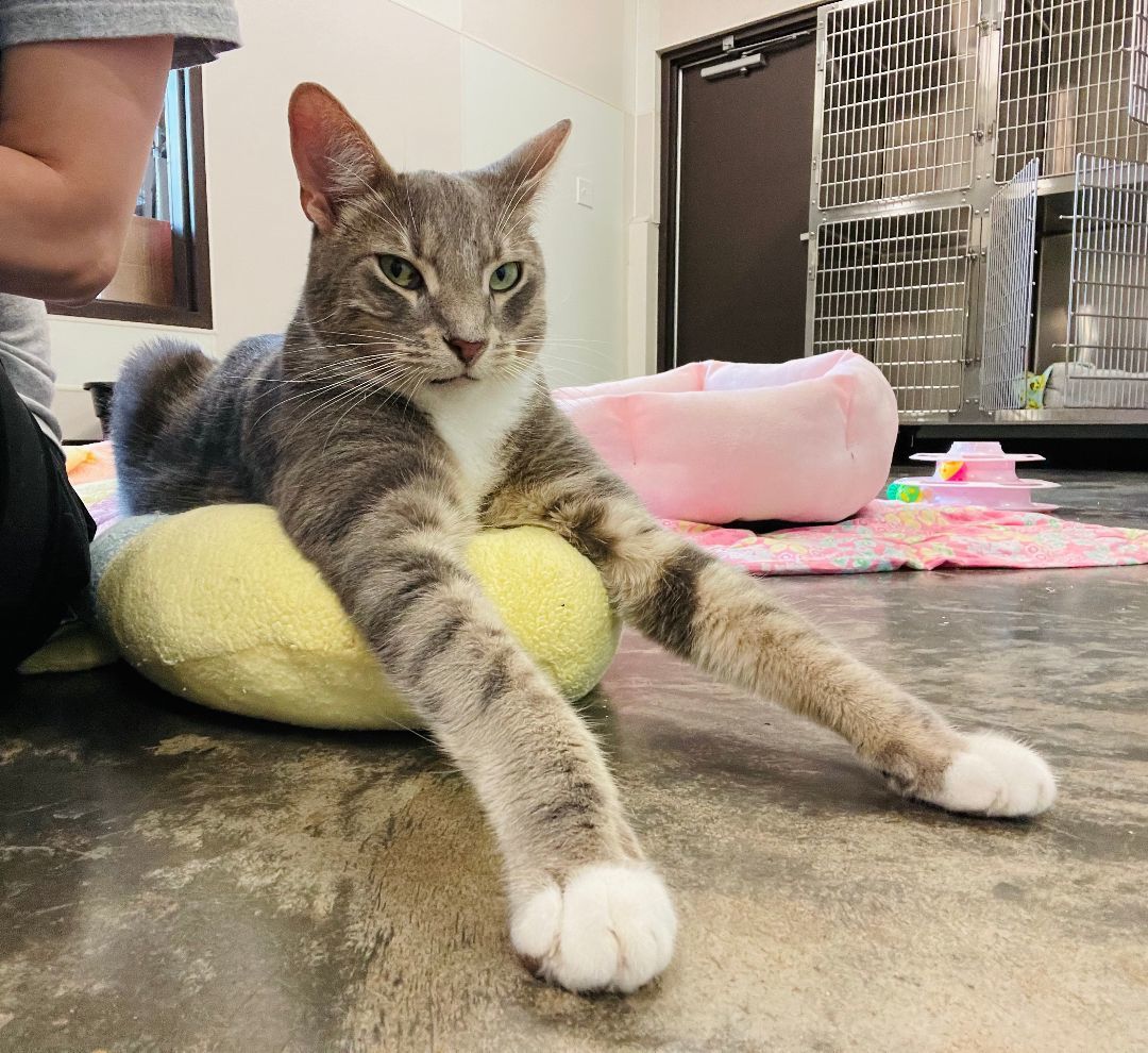 George, a Adoptable Domestic Short Hair in Salisbury, NC image 6/6