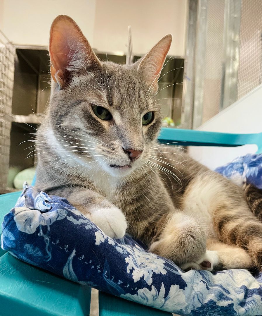 George, a Adoptable Domestic Short Hair in Salisbury, NC image 2/6