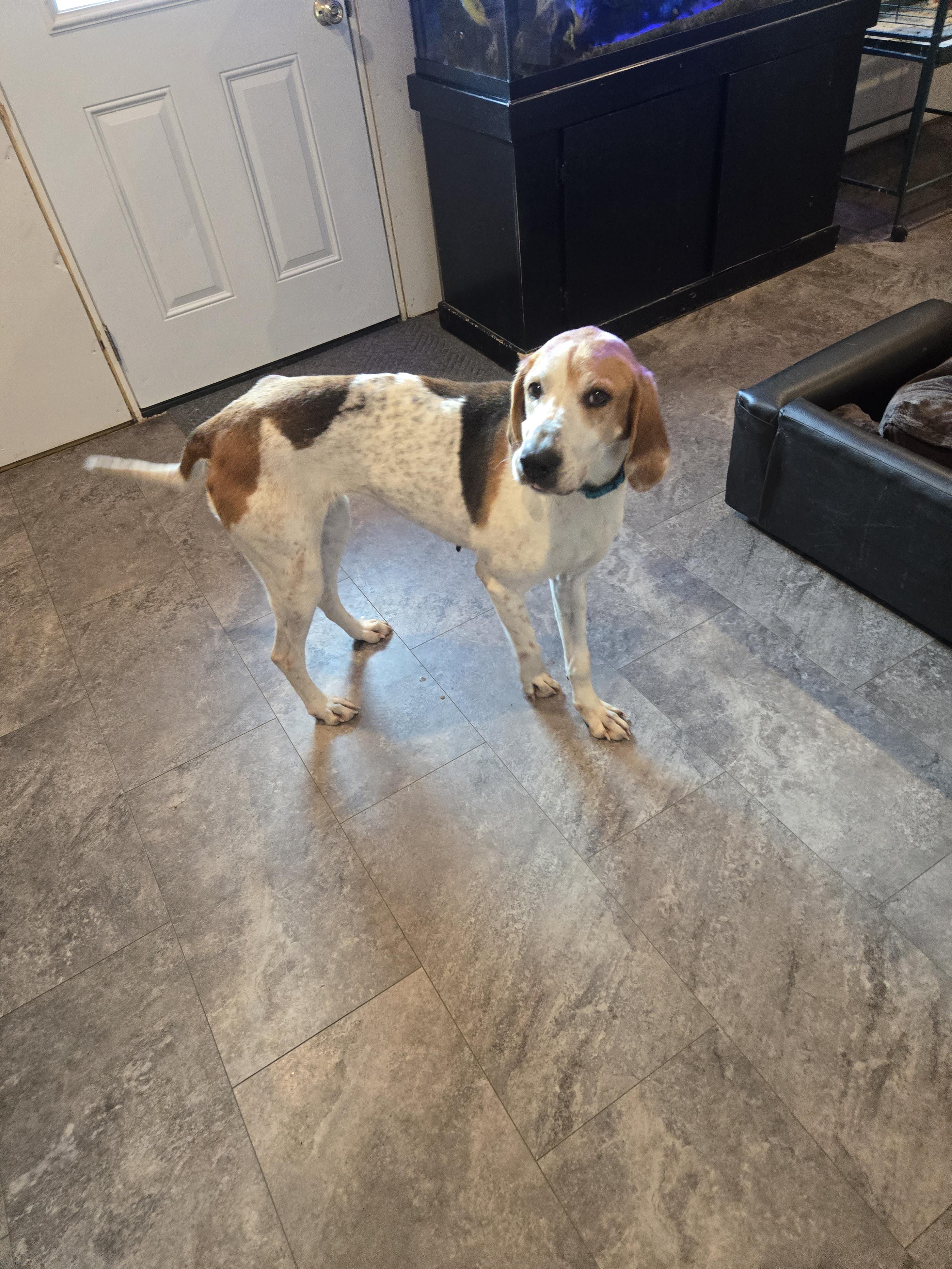 Willow, Adoptable, Adult Female Treeing Walker Coonhound.