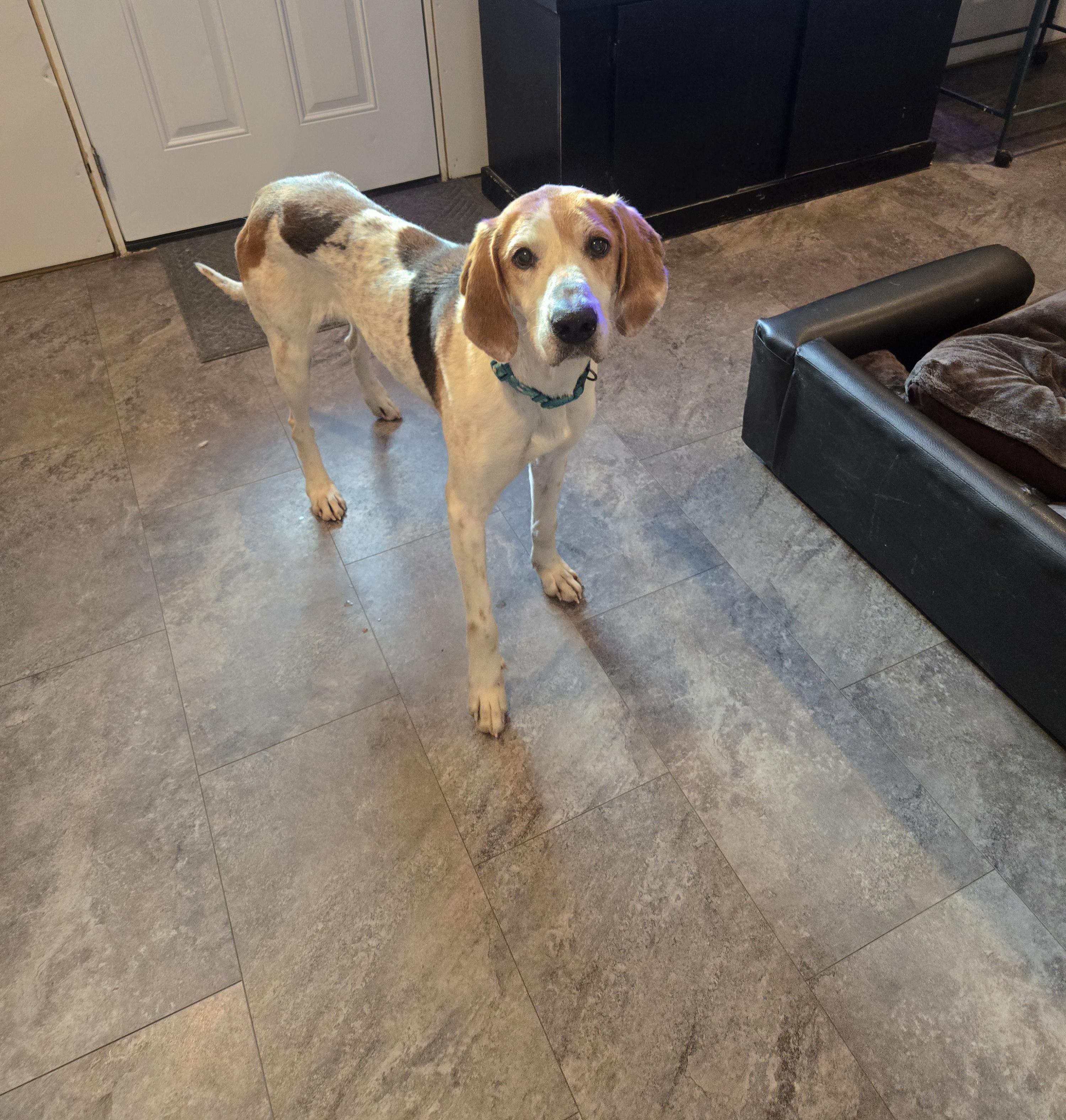 Enlarge Willow, a Adoptable mixed breed in Cattaraugus, NY image 2/3