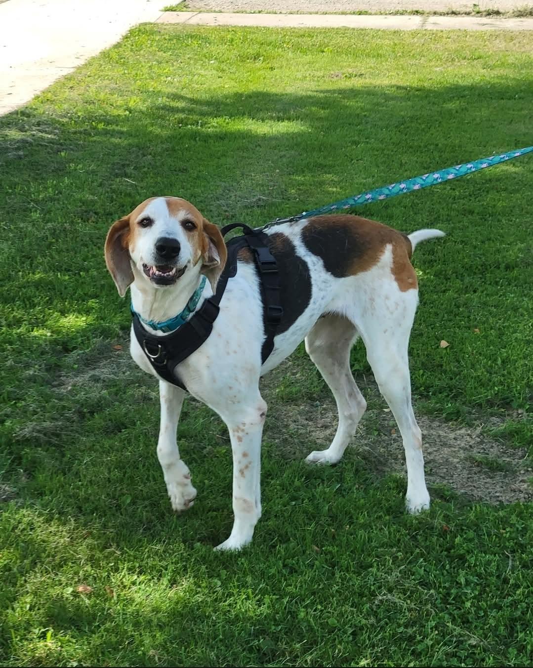 Enlarge Willow, a Adoptable mixed breed in Cattaraugus, NY image 3/5