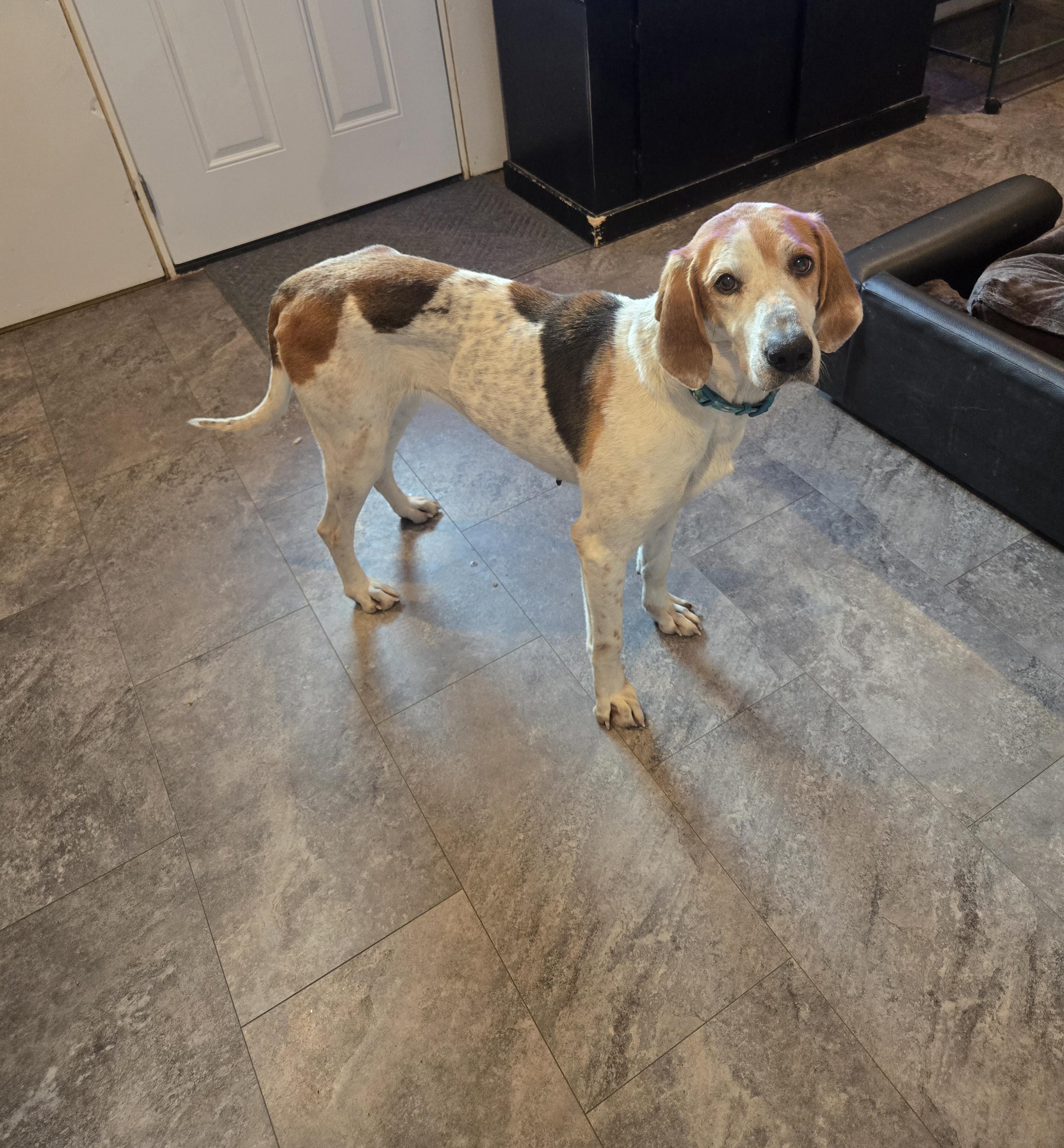 Enlarge Willow, a Adoptable mixed breed in Cattaraugus, NY image 3/3