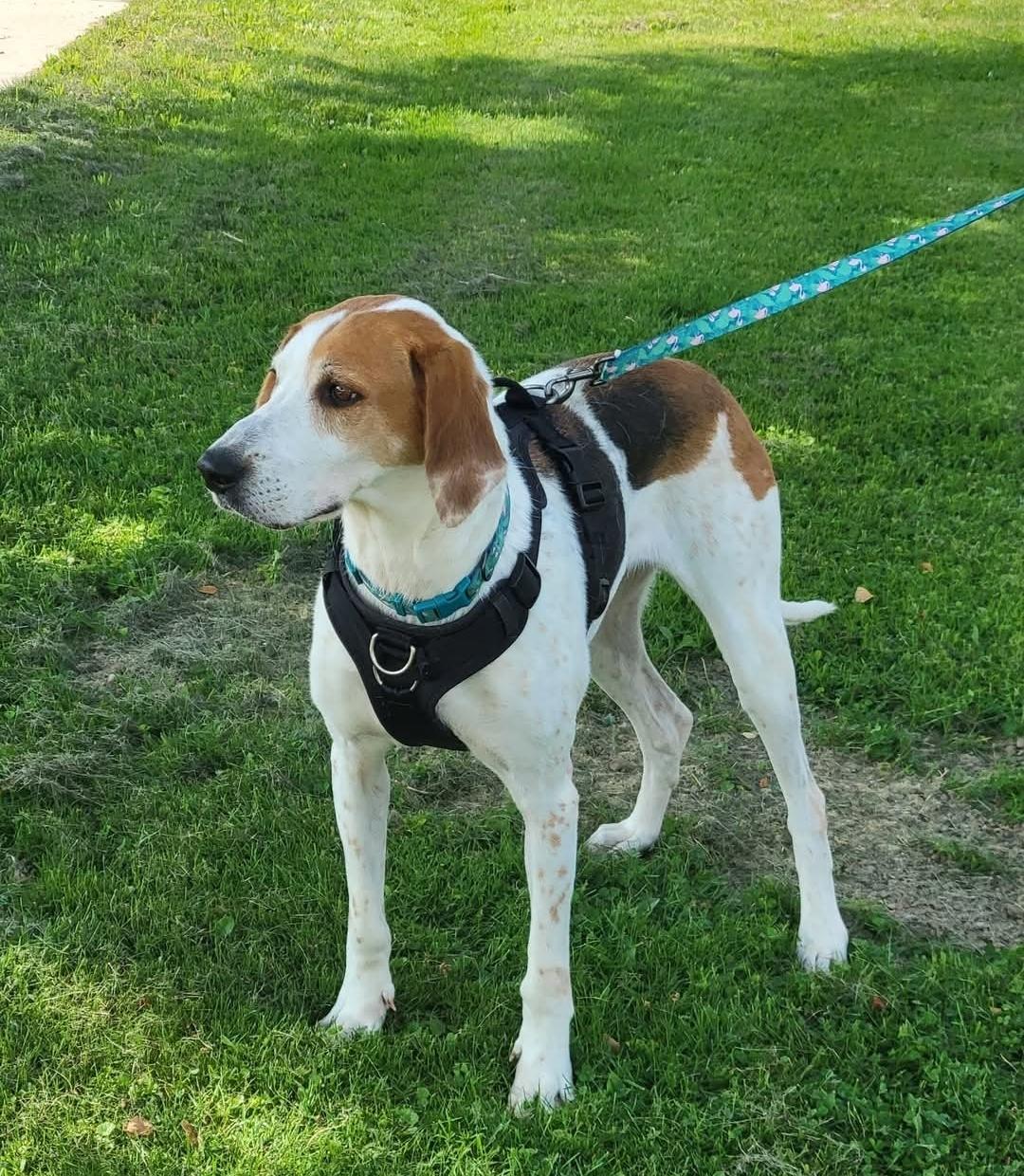 Enlarge Willow, a Adoptable mixed breed in Cattaraugus, NY image 5/5