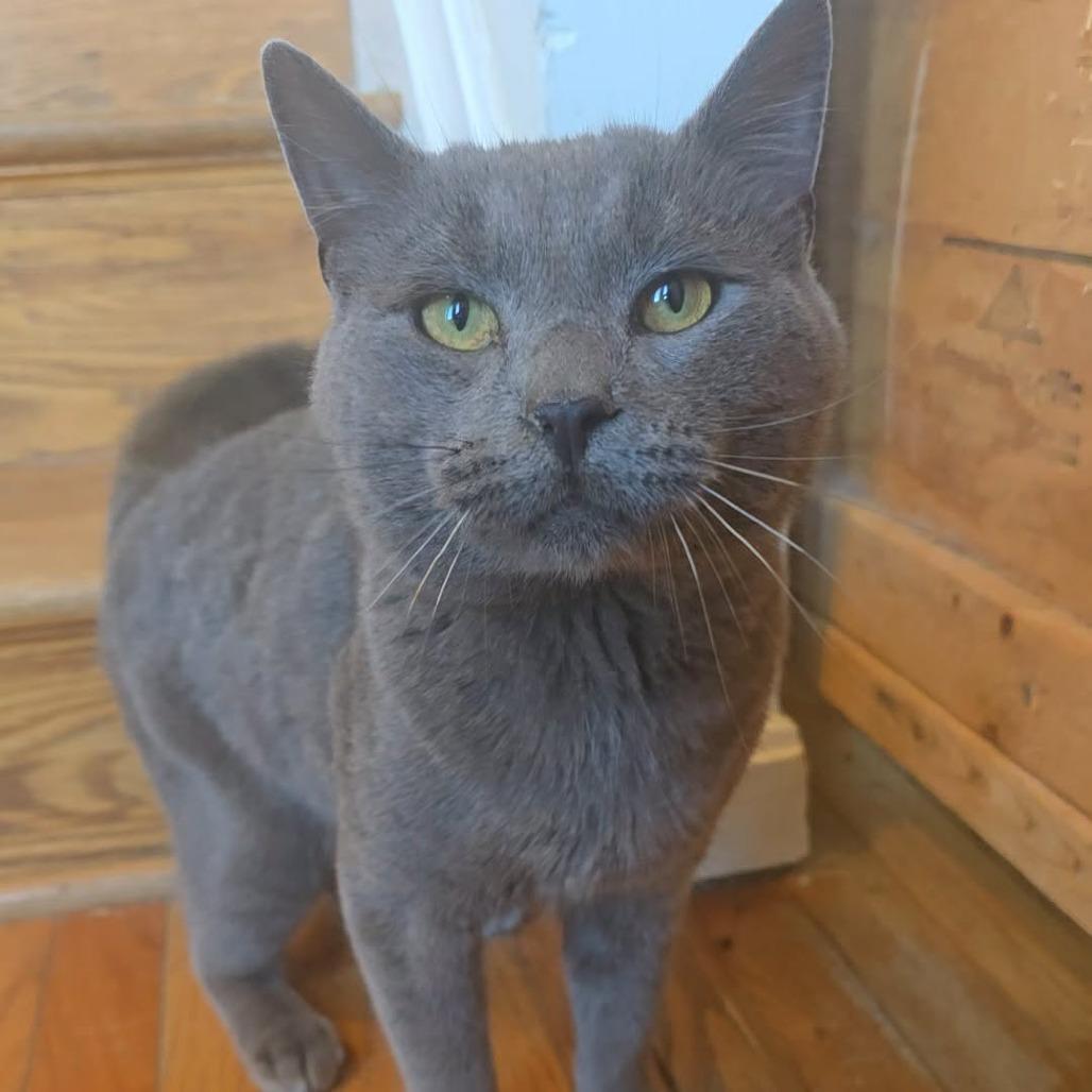 Gary, Adoptable, Adult Male Domestic Short Hair.