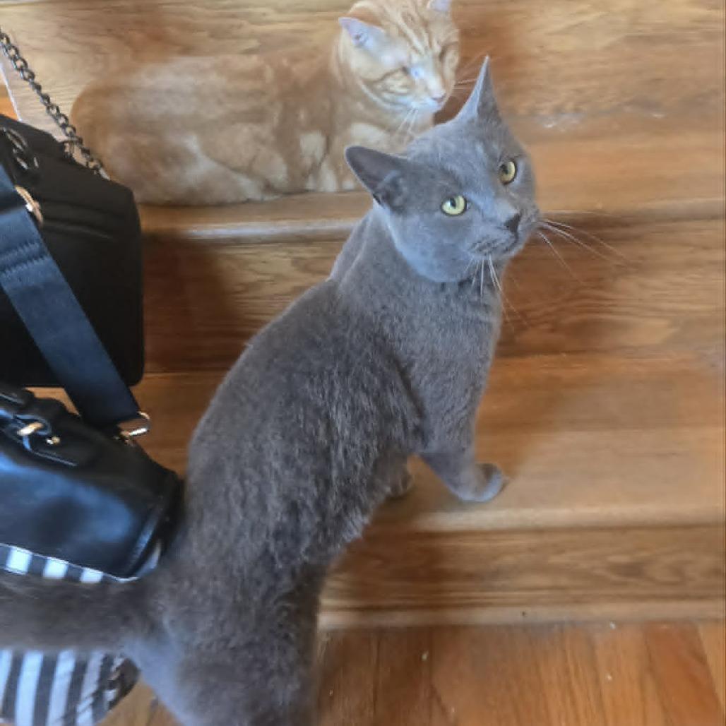 Gary, a Adoptable Domestic Short Hair in Jarrettsville, MD image 2/6