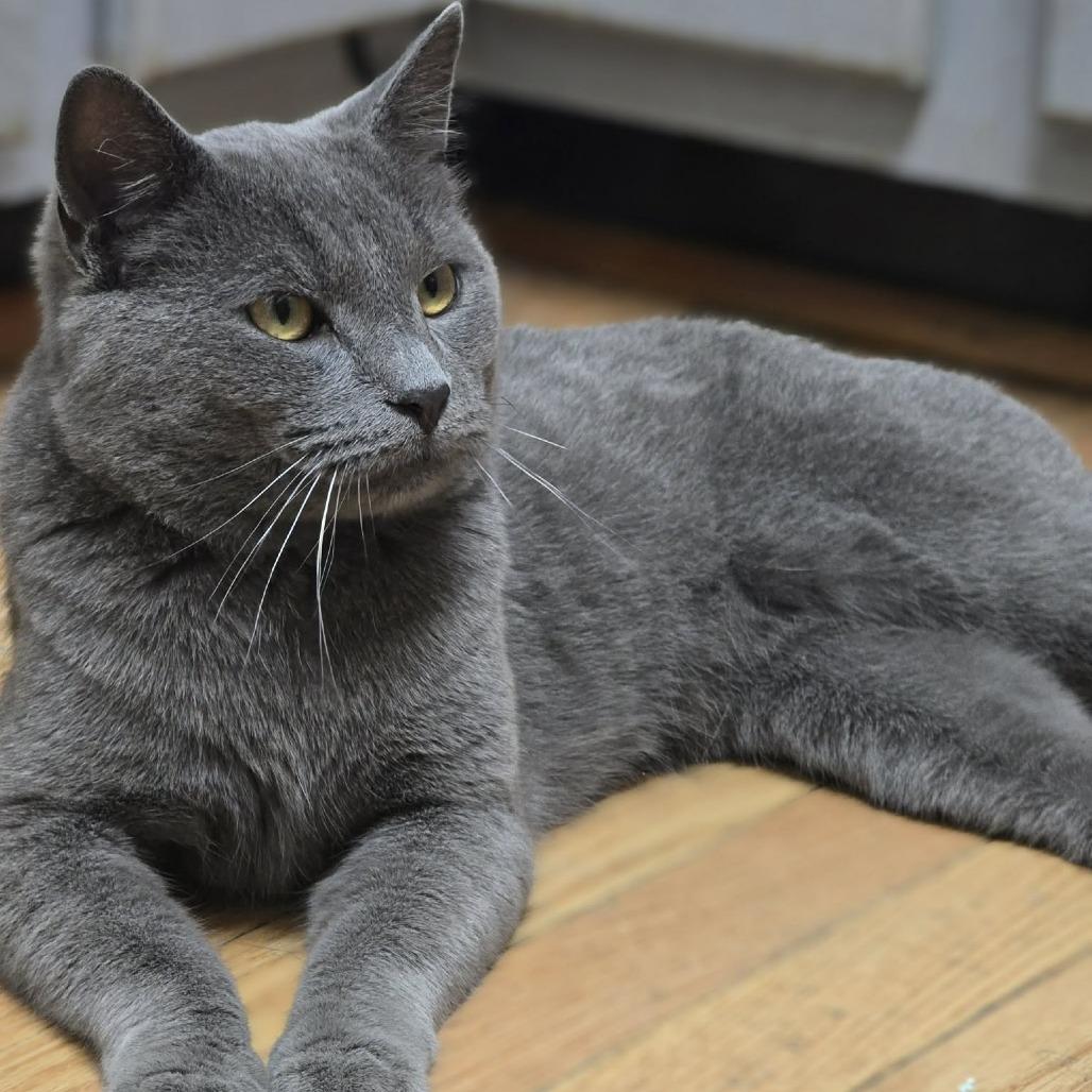Gary, a Adoptable Domestic Short Hair in Jarrettsville, MD image 3/6