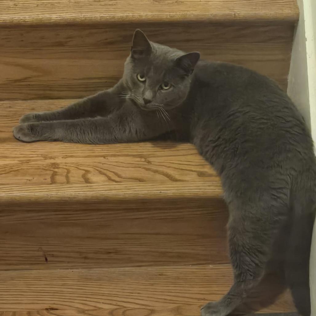 Gary, a Adoptable Domestic Short Hair in Jarrettsville, MD image 4/6