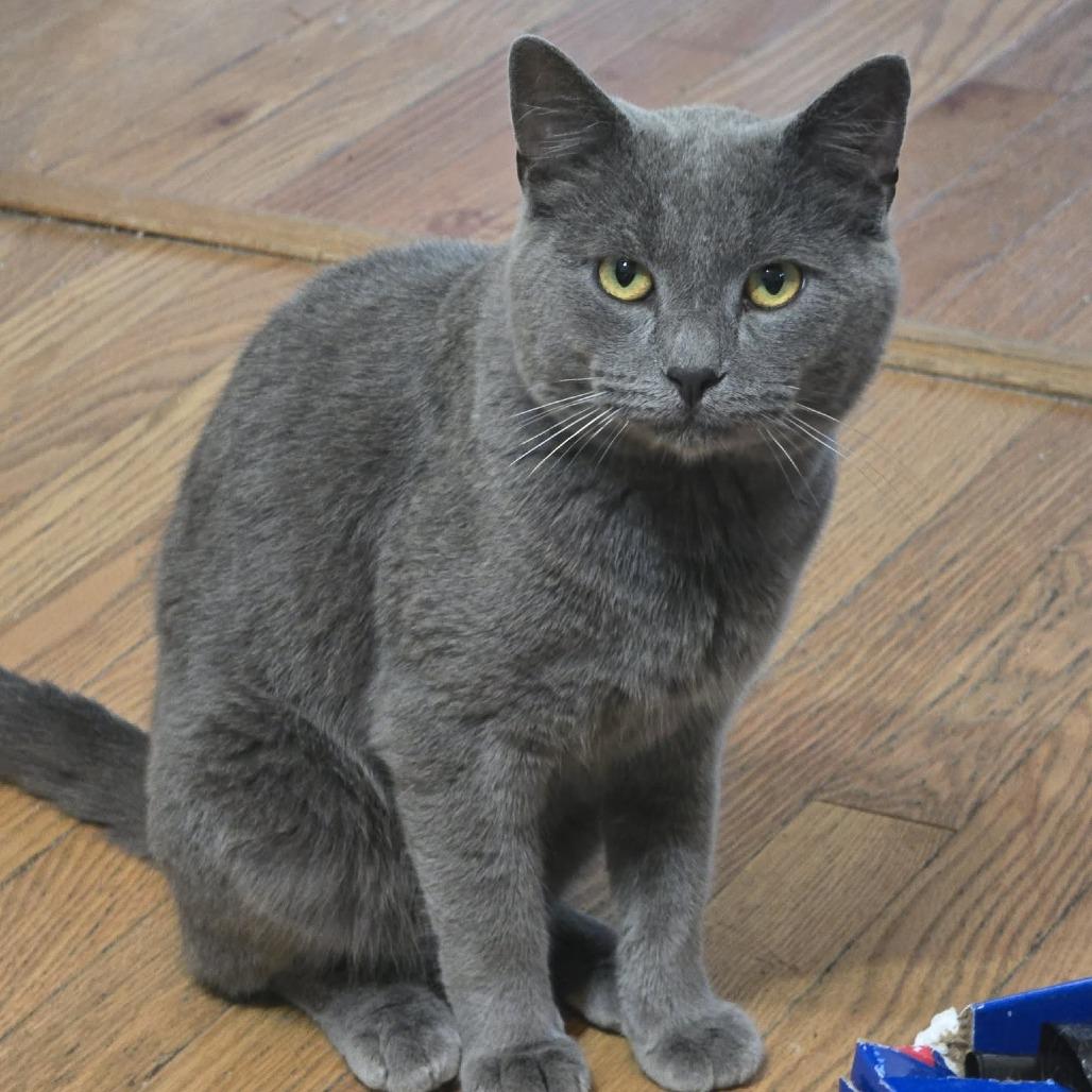 Gary, a Adoptable Domestic Short Hair in Jarrettsville, MD image 5/6